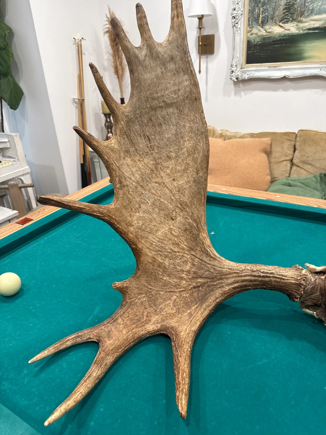 Large Moose Antlers - photo 3