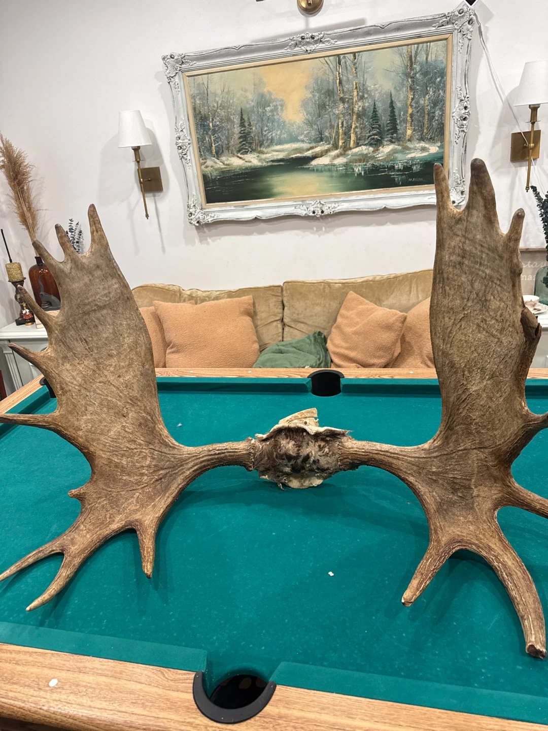 Large Moose Antlers
