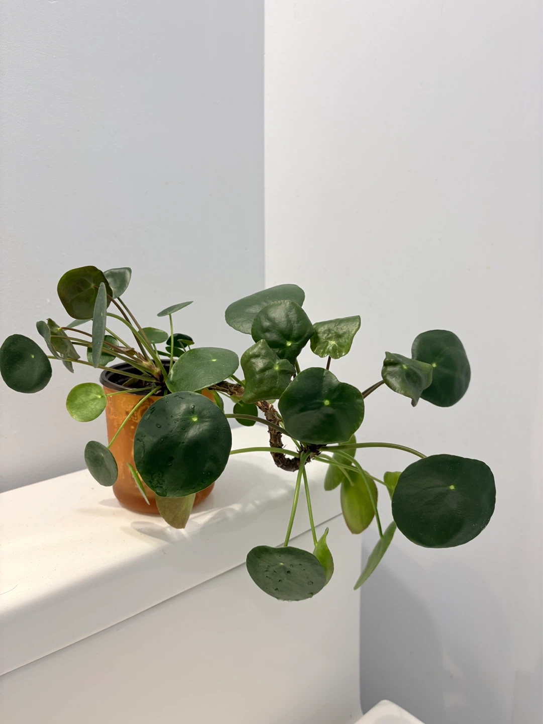 ⚽️ Chinese Money Plant