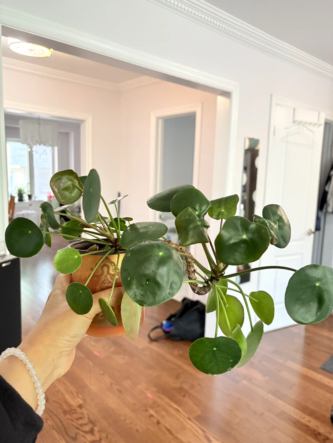 ⚽️ Chinese Money Plant - photo 3