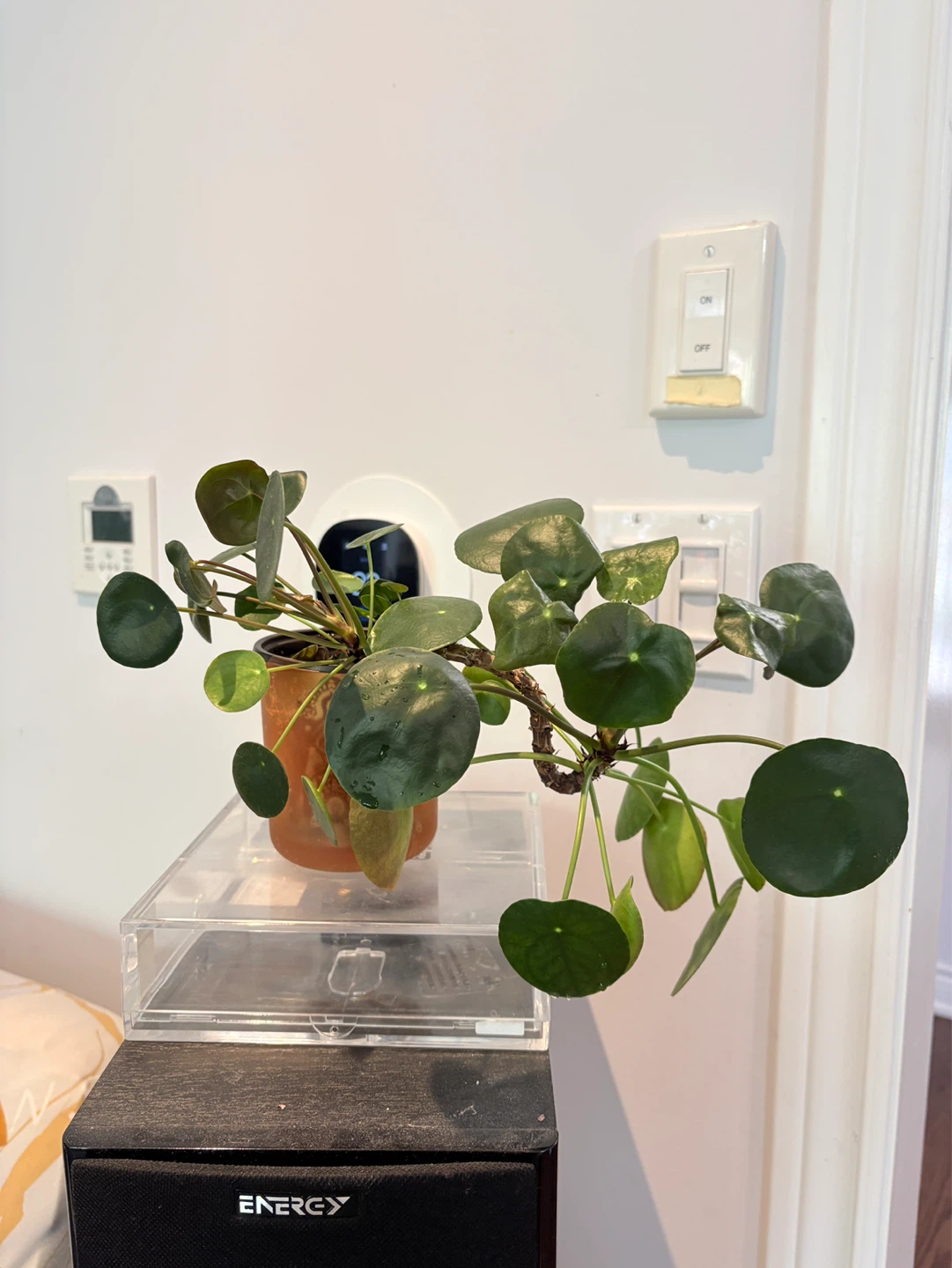 ⚽️ Chinese Money Plant - photo 2