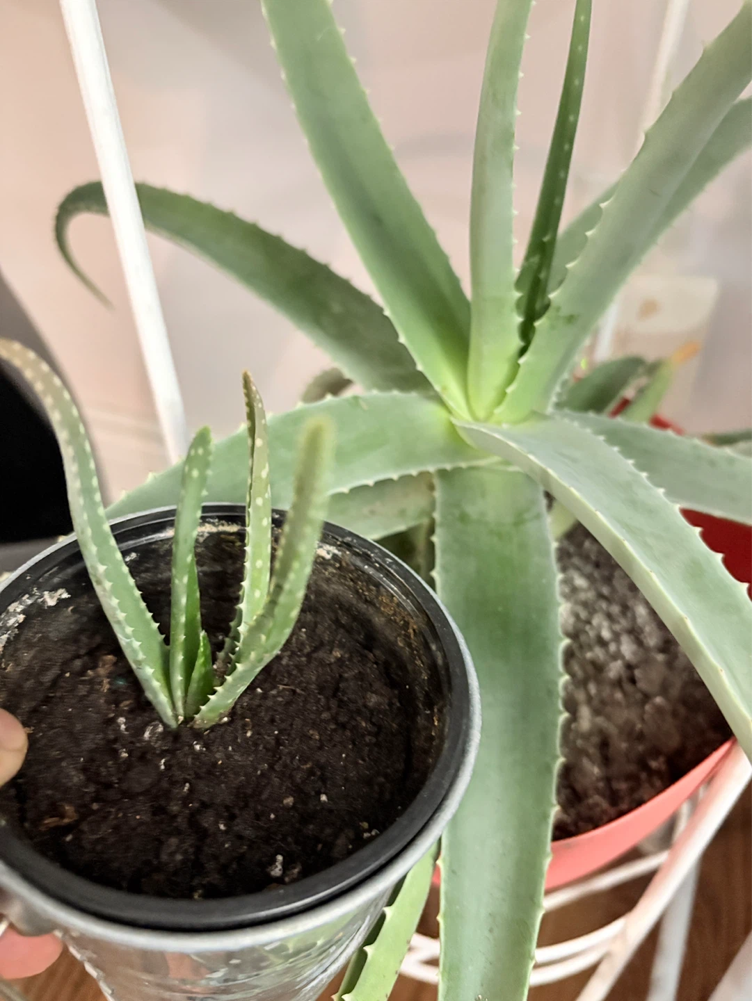 ⚽️Aloe Vera Plant Starter Pot