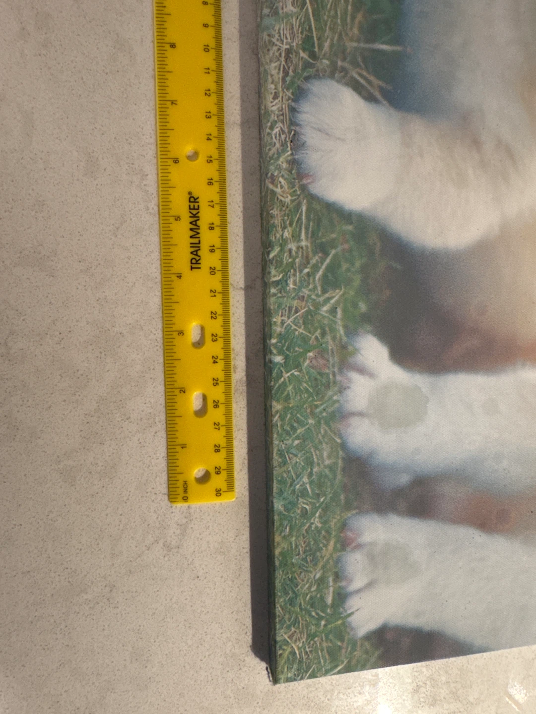 Print of Two Puppies - photo 3