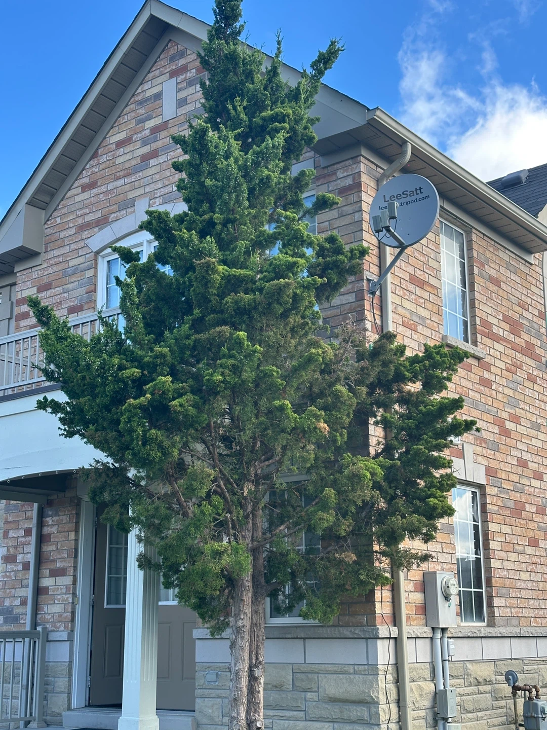 Free trees - photo 2