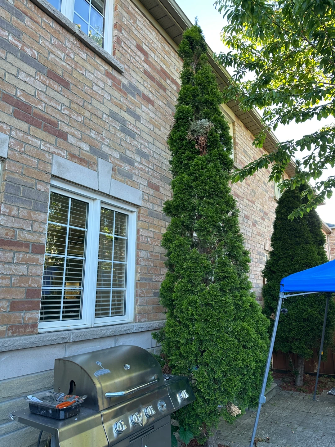 Free trees