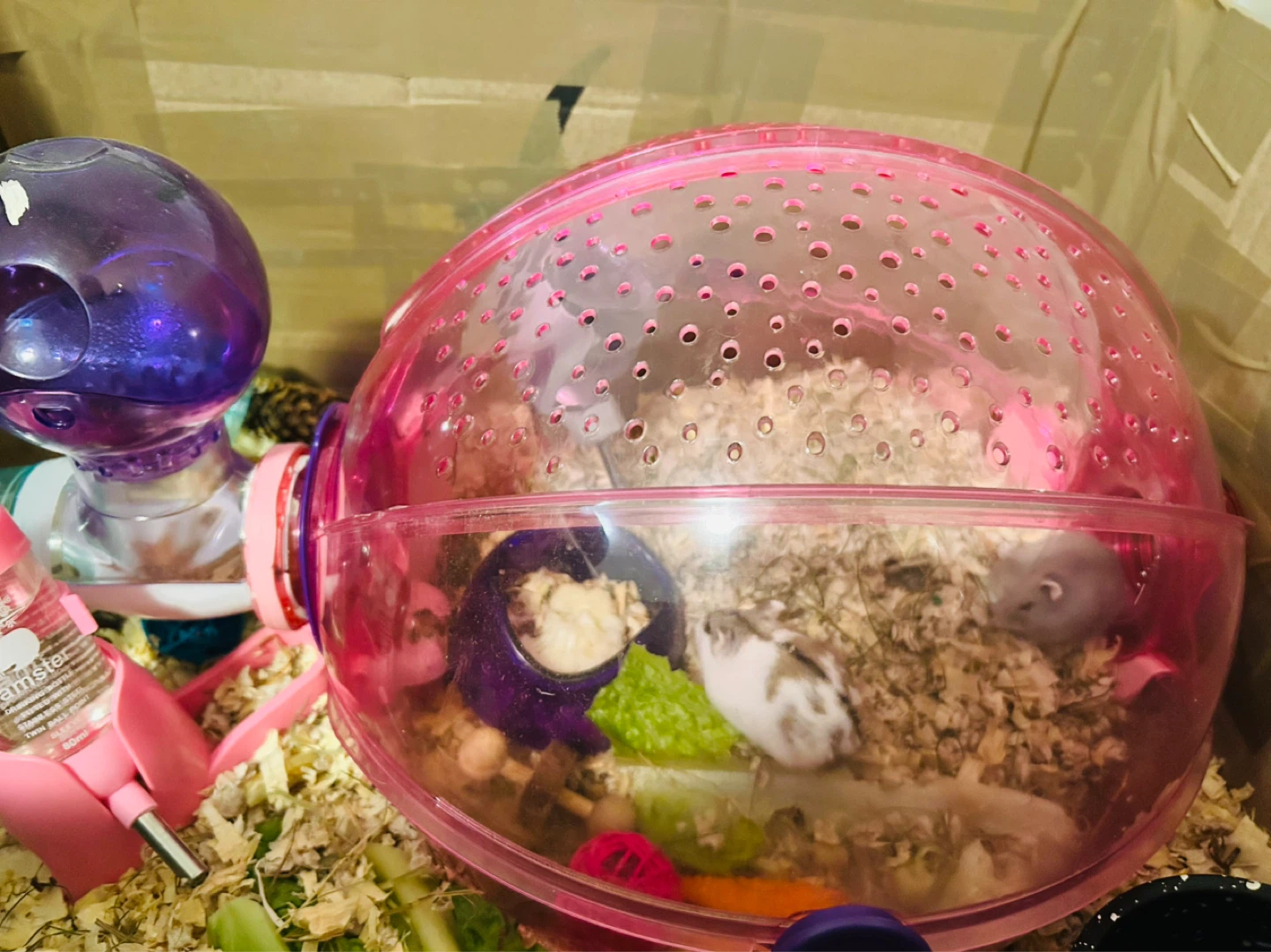Pink Hamster Habitat with Accessories