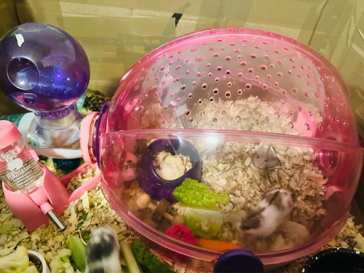 Pink Hamster Habitat with Accessories - photo 2