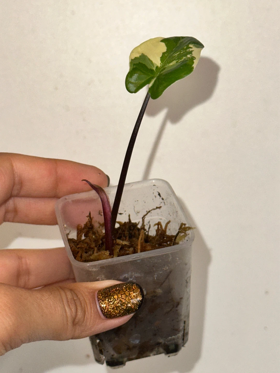 Alocasia Black Stem Variegated Plant - photo 3