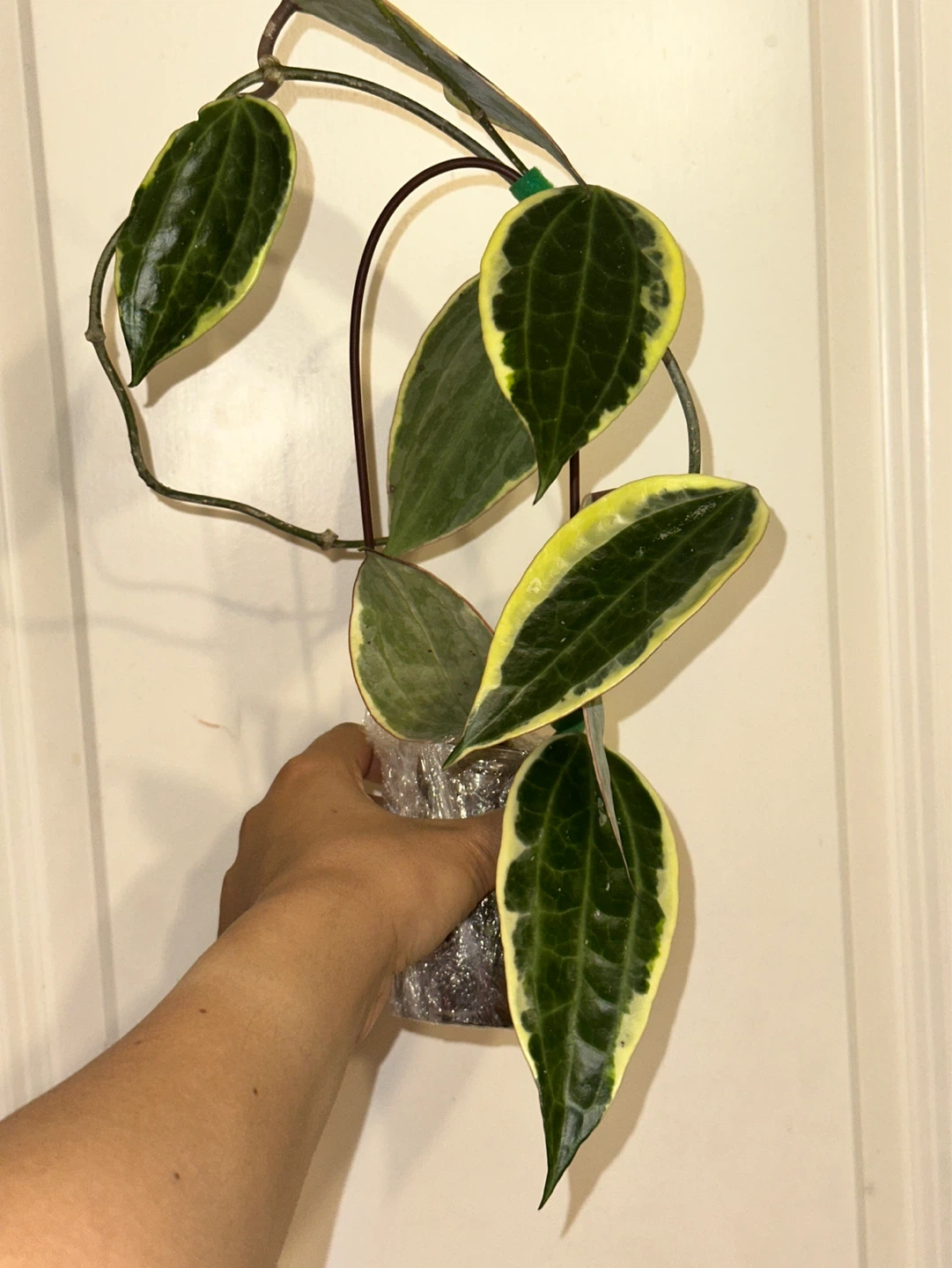 Hoya Latifolia Albomarginata Plant
