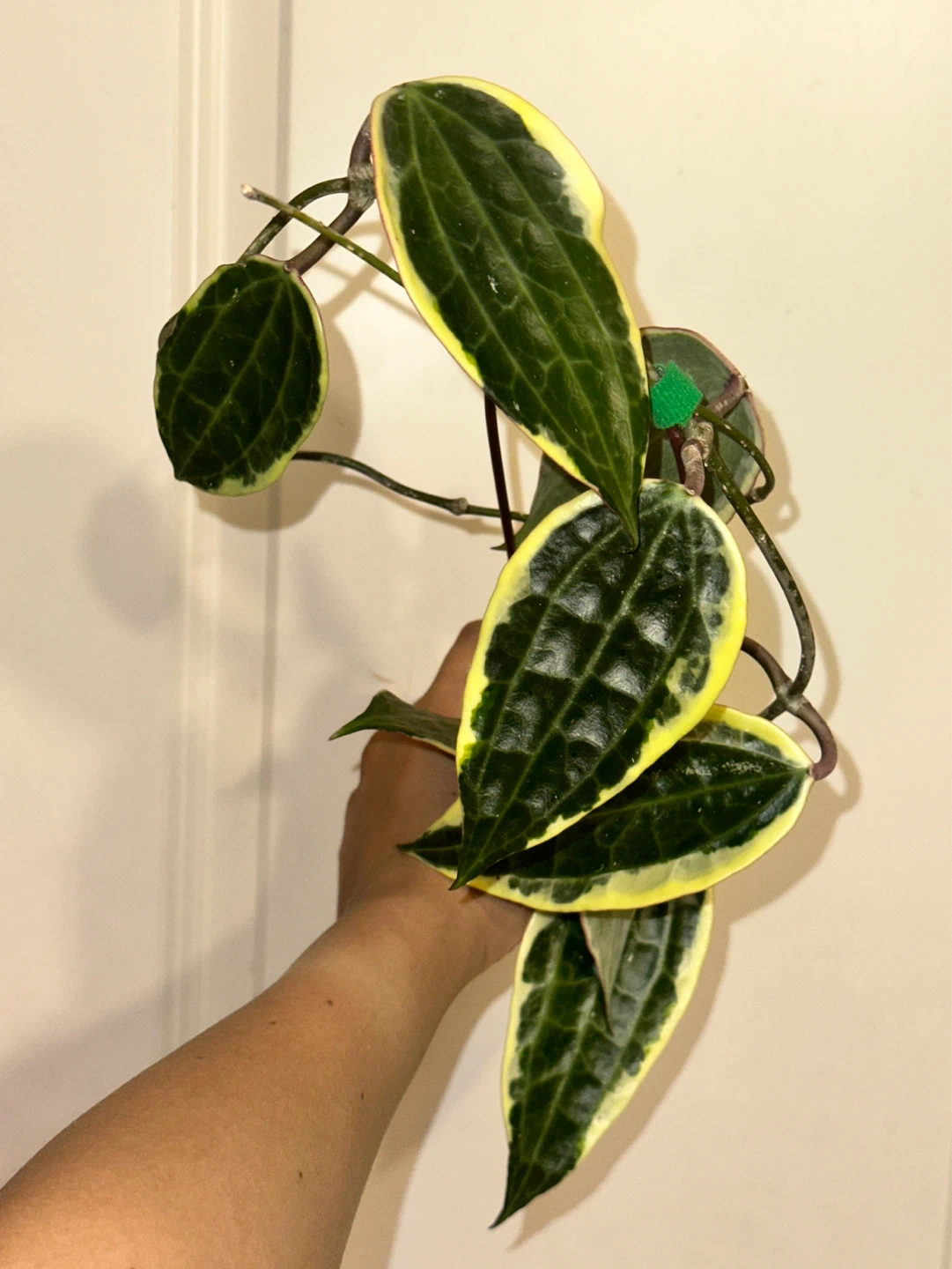 Hoya Latifolia Albomarginata Plant - photo 2