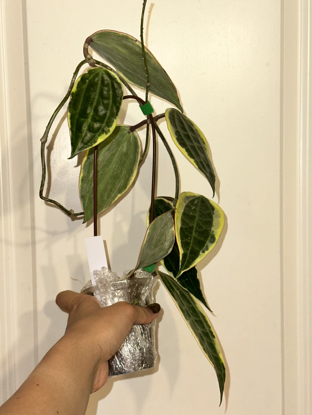 Hoya Latifolia Albomarginata Plant - photo 3