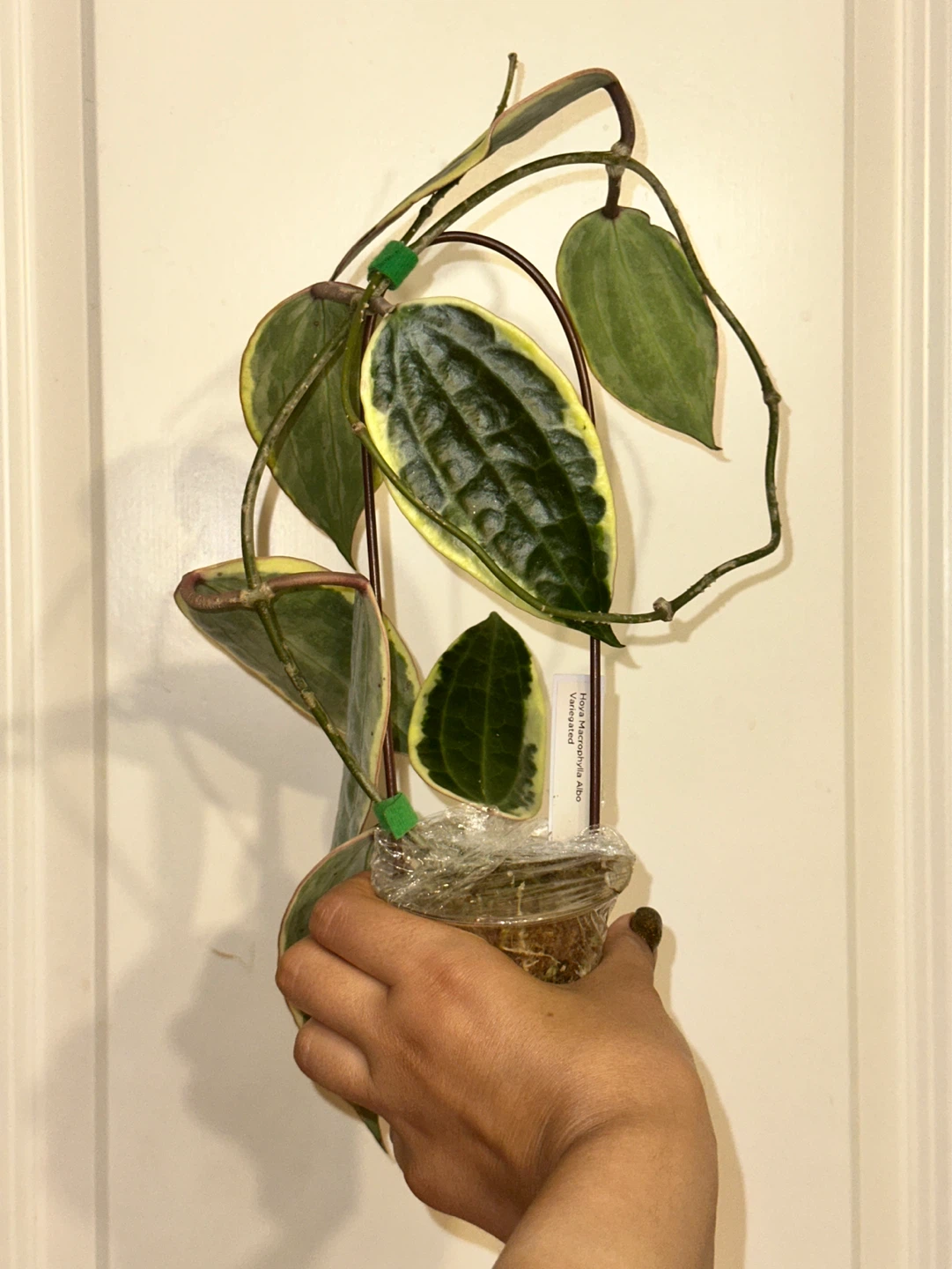 Hoya Latifolia Albomarginata Plant - photo 4