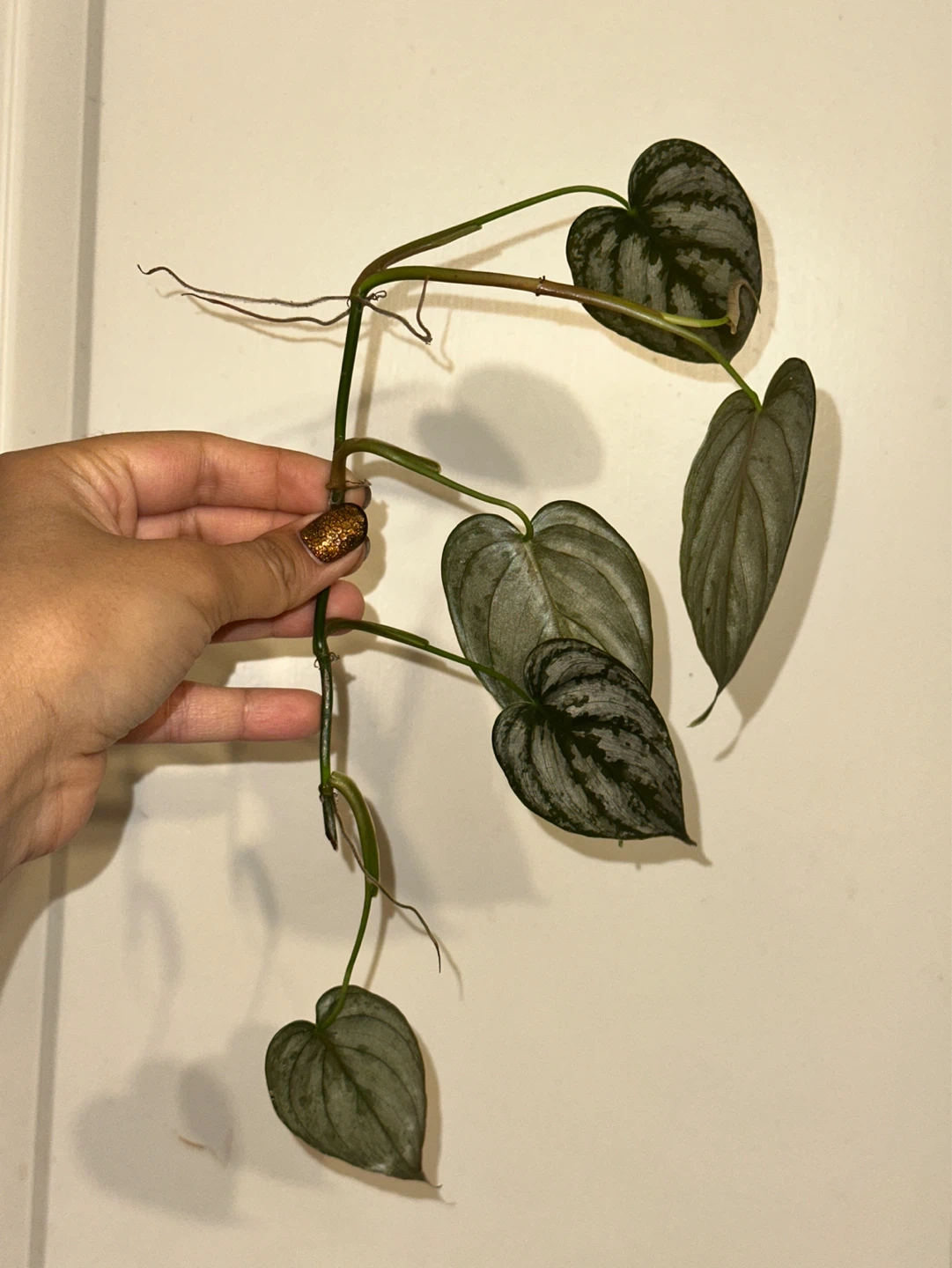 Trailing Plant Cuttings Bundle - photo 2