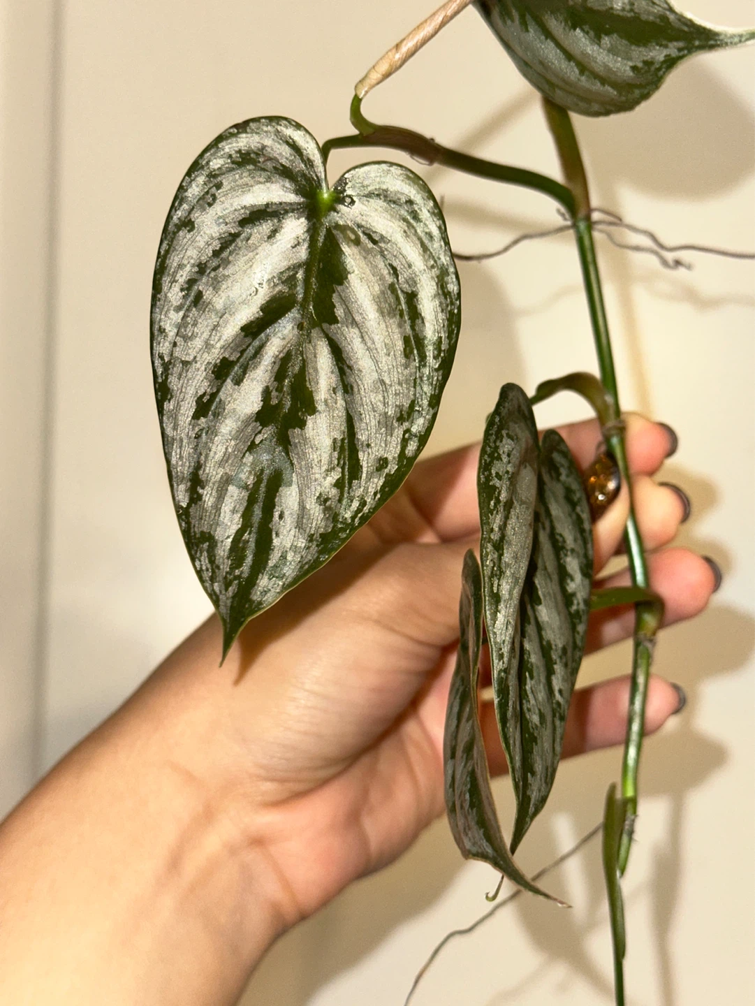 Trailing Plant Cuttings Bundle - photo 3