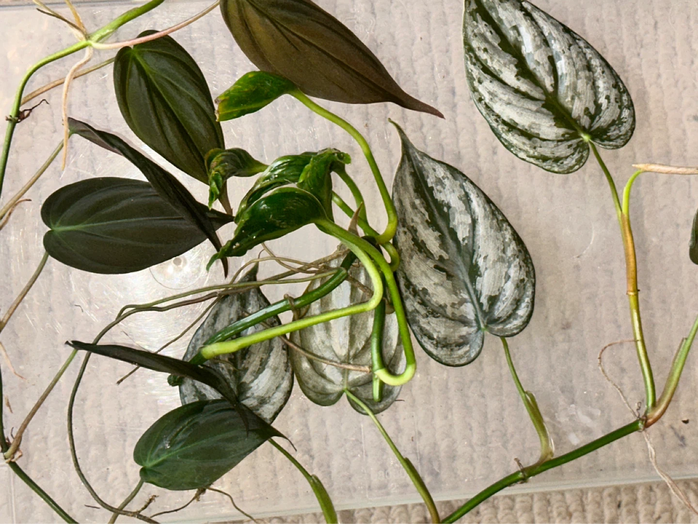 Trailing Plant Cuttings Bundle