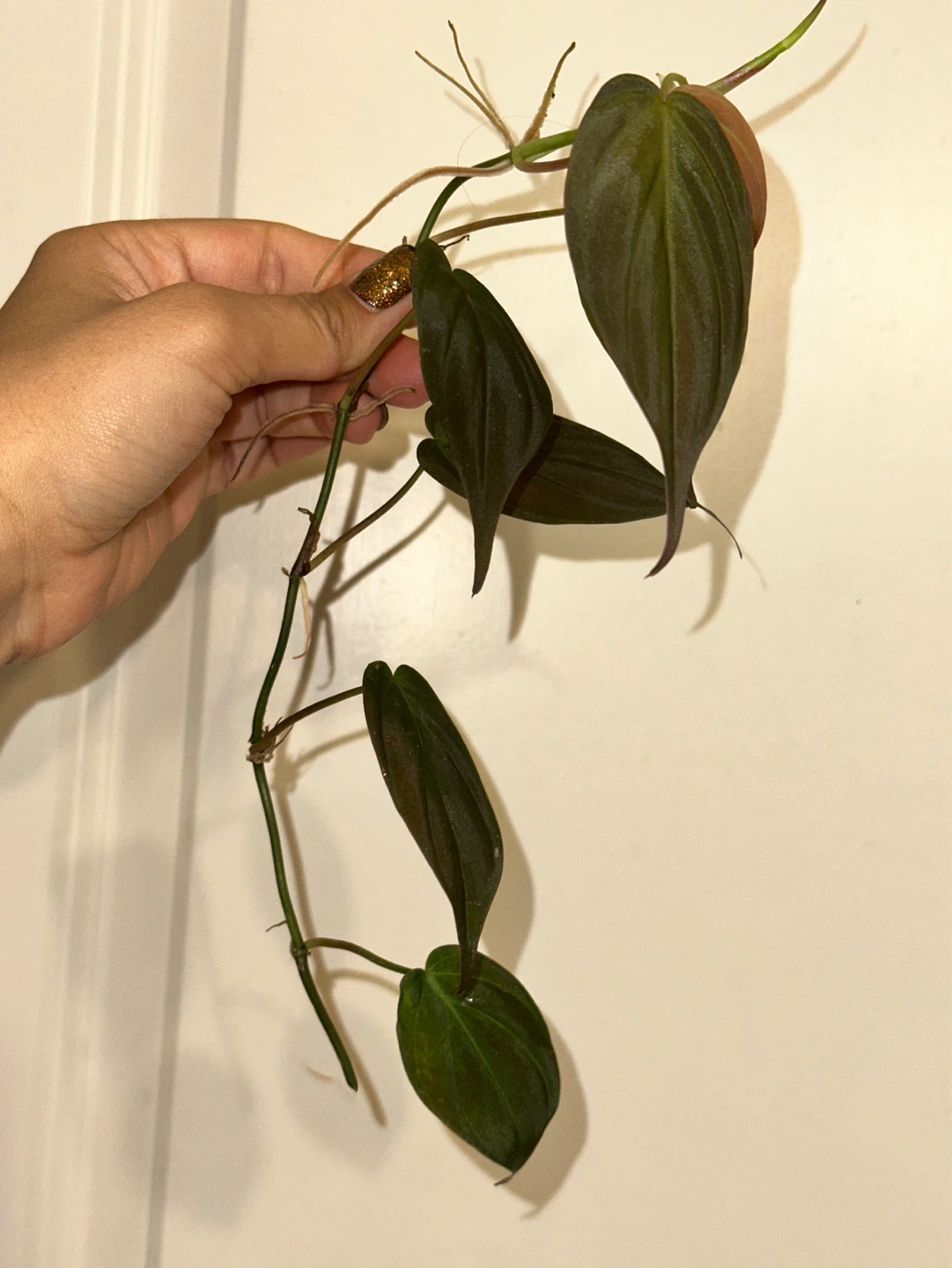 Trailing Plant Cuttings Bundle - photo 4