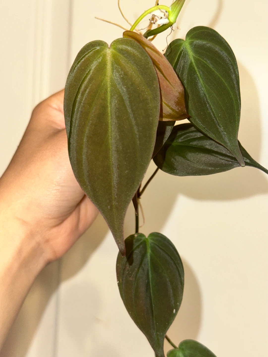 Trailing Plant Cuttings Bundle - photo 5