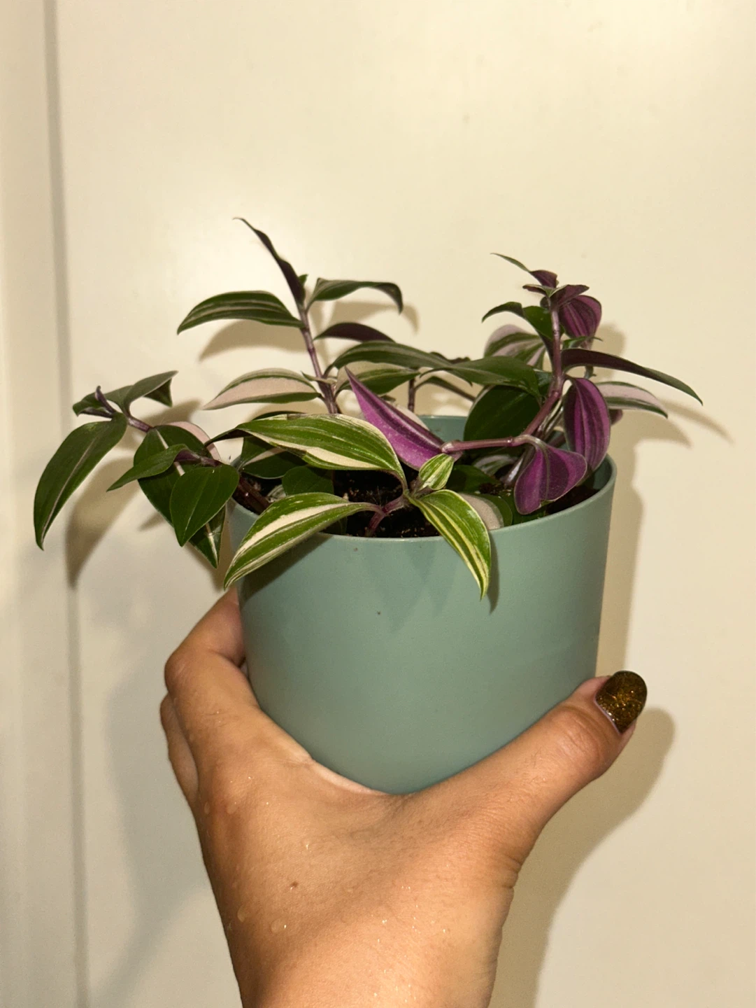 Tradescantia Fluminensis Tricolor Plant - photo 3