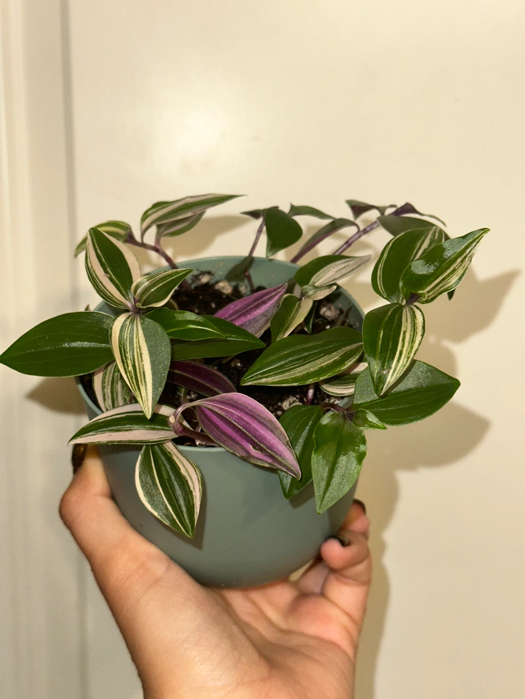 Tradescantia Fluminensis Tricolor Plant - photo 4