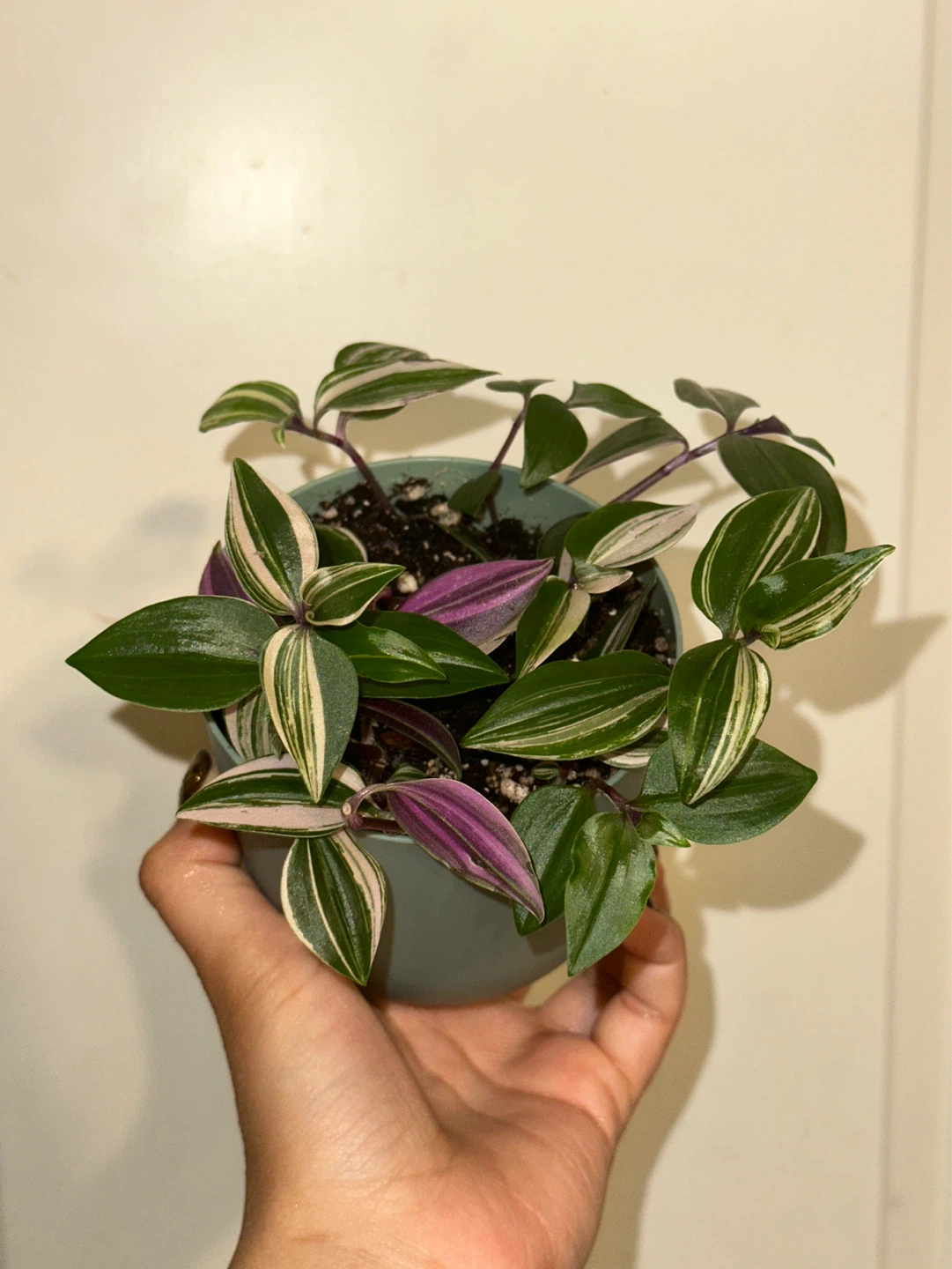 Tradescantia Fluminensis Tricolor Plant - photo 2