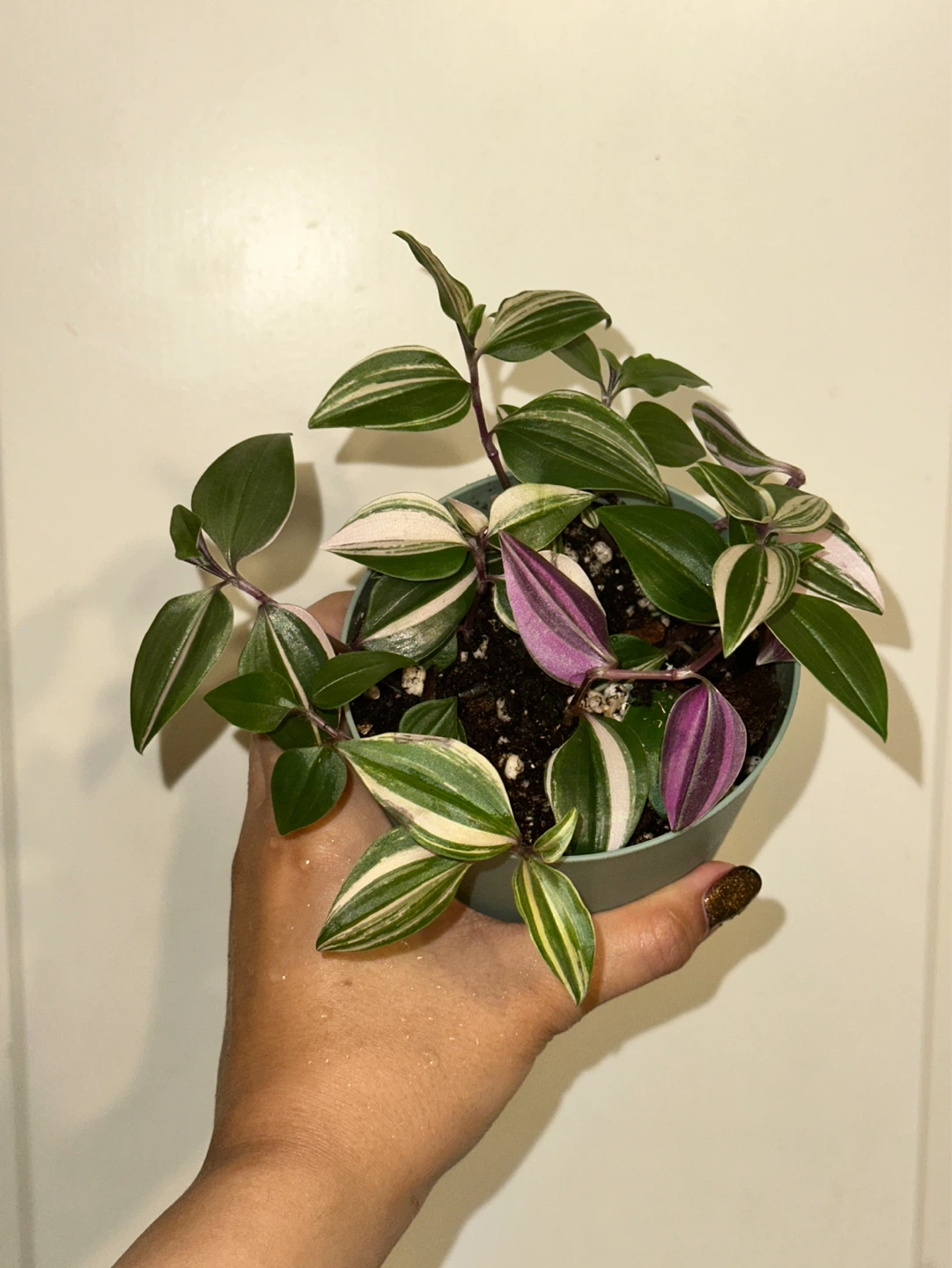 Tradescantia Fluminensis Tricolor Plant