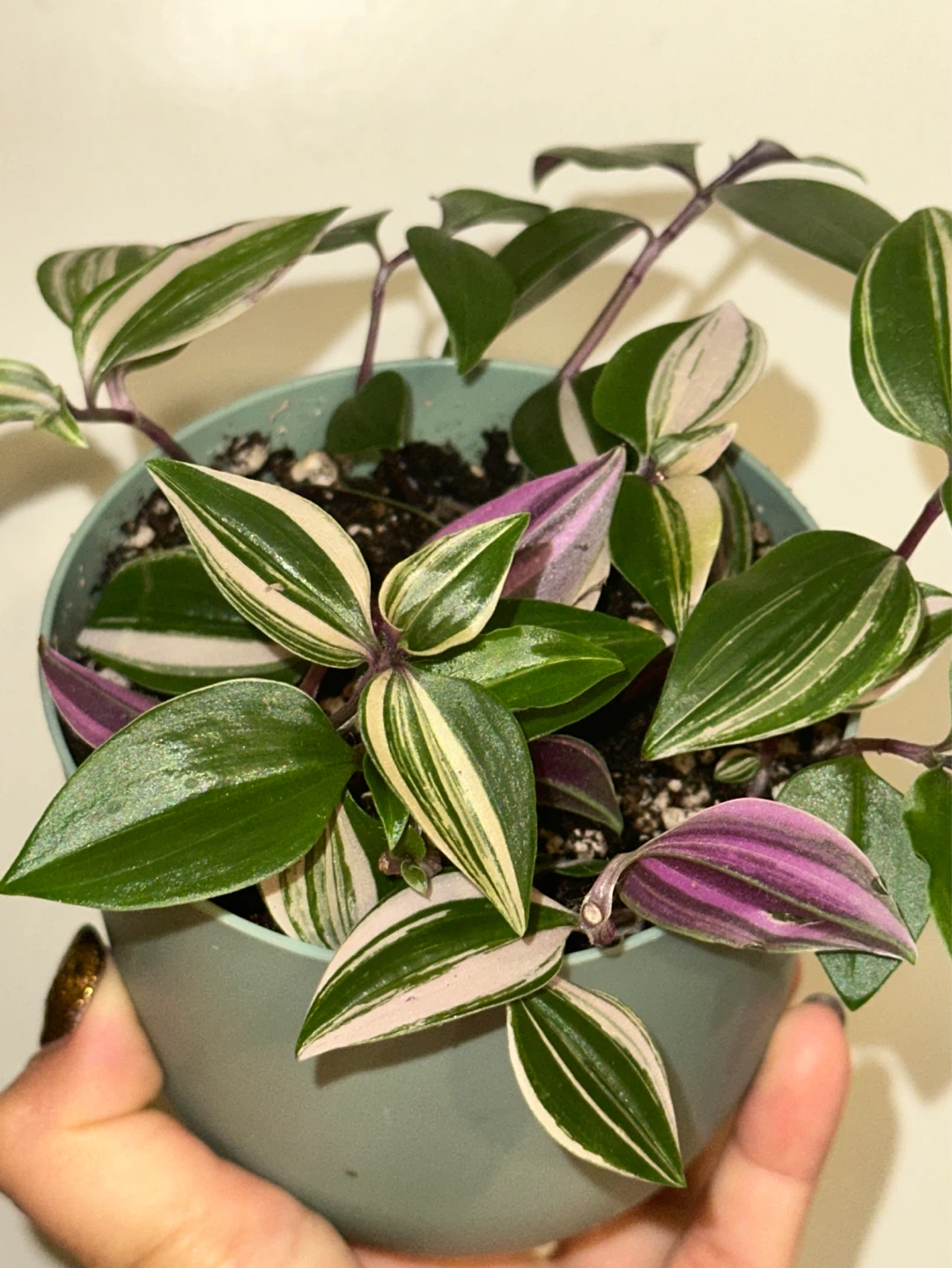 Tradescantia Fluminensis Tricolor Plant - photo 5