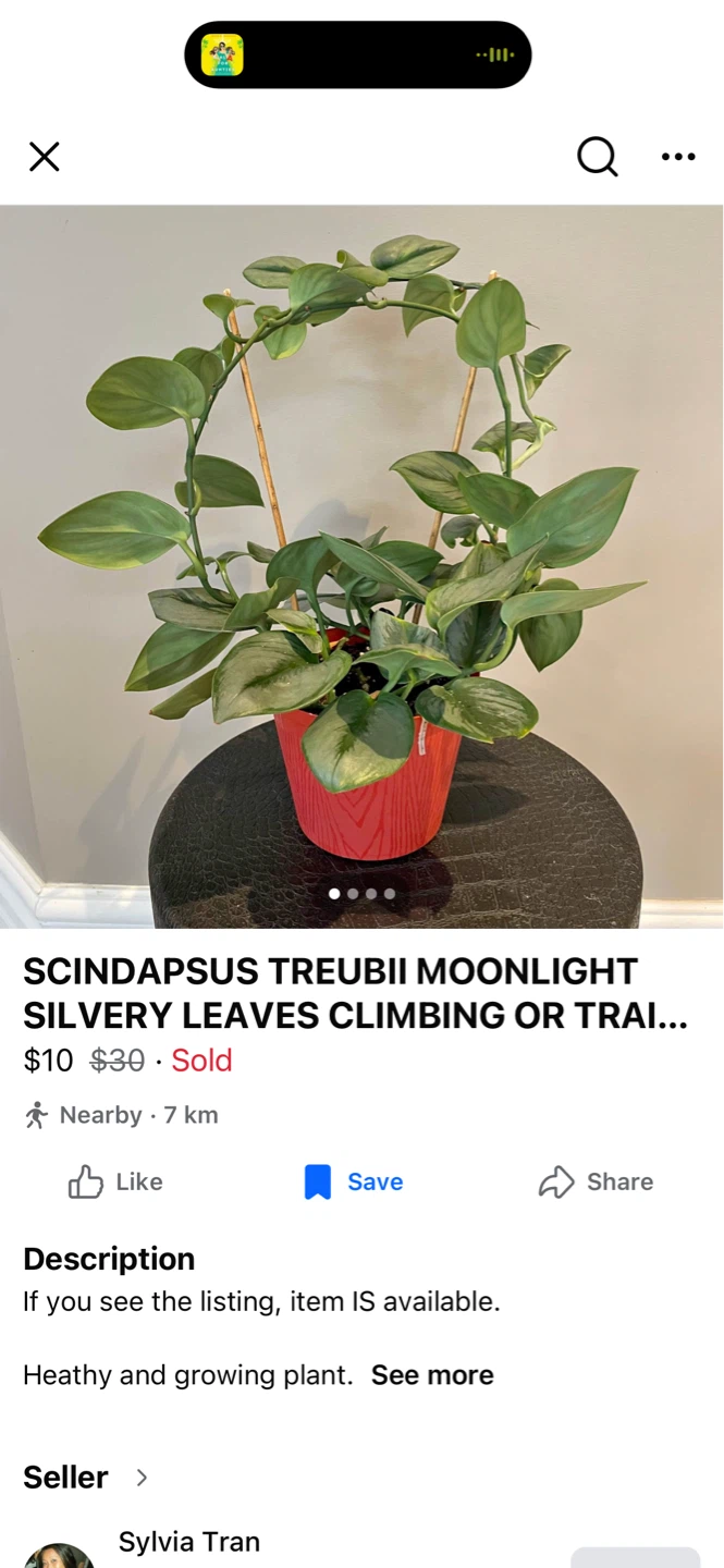 Scindapsus Plant Bundle