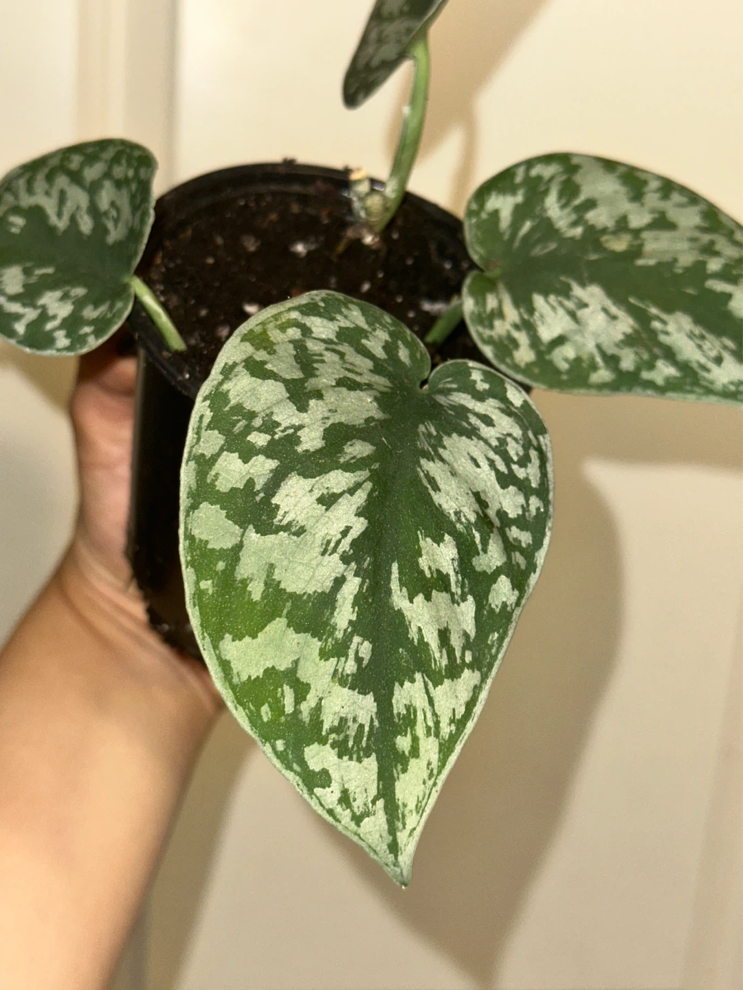 Scindapsus Plant Bundle - photo 4