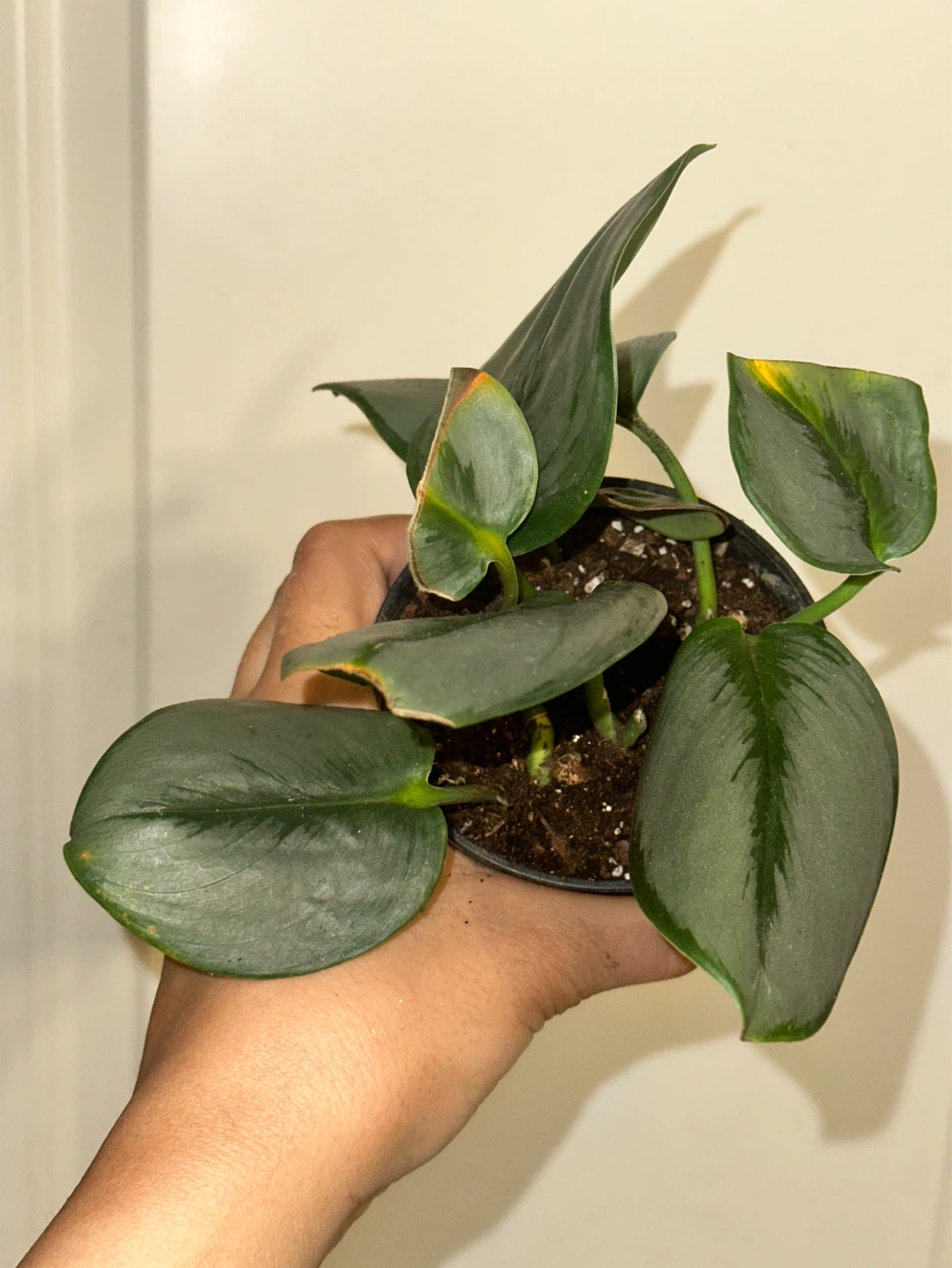 Scindapsus Plant Bundle - photo 5