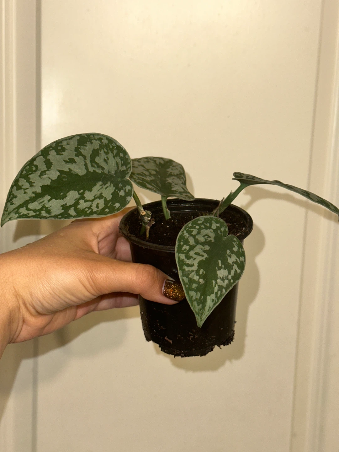 Scindapsus Plant Bundle - photo 3