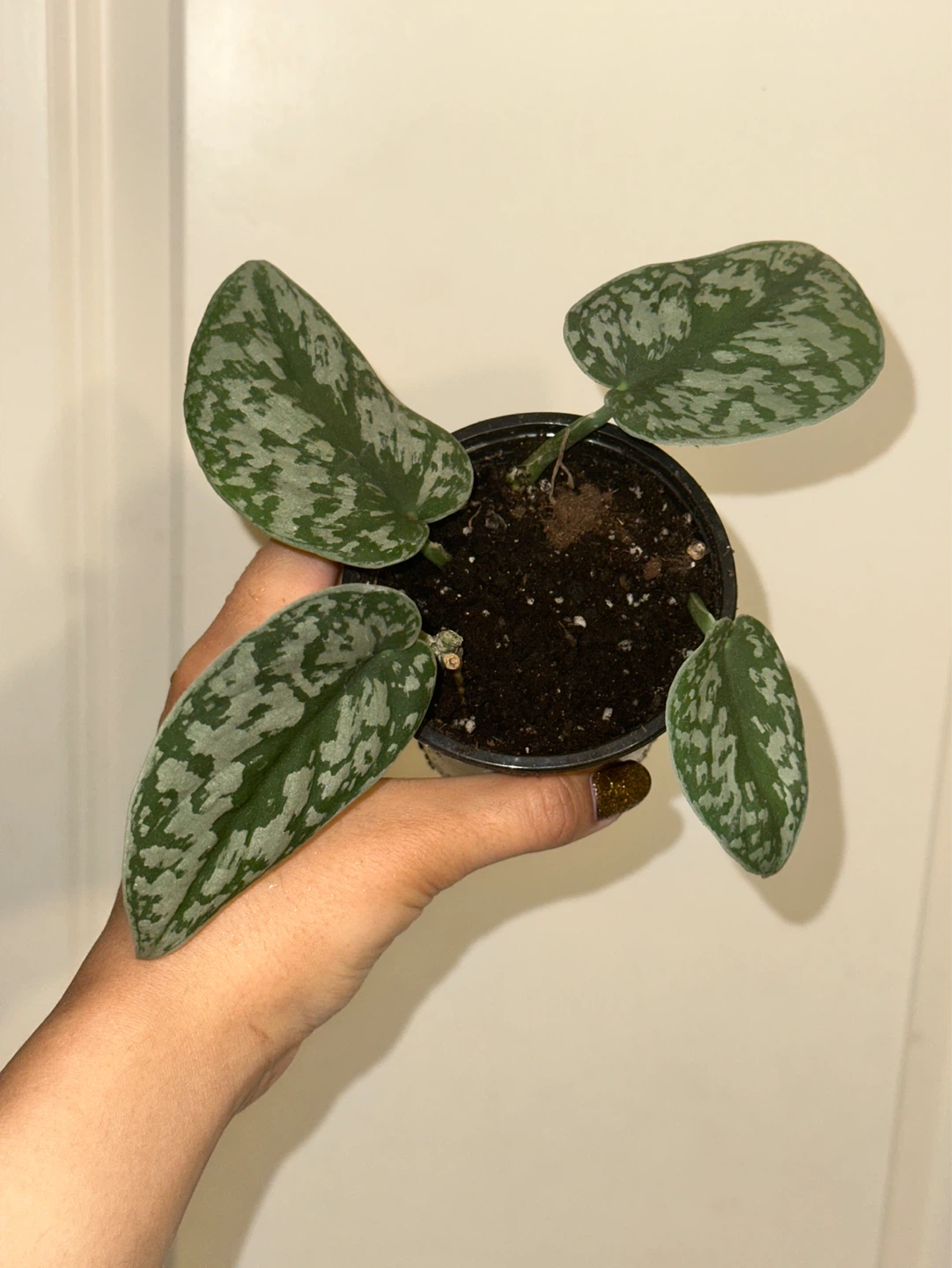Scindapsus Plant Bundle - photo 2