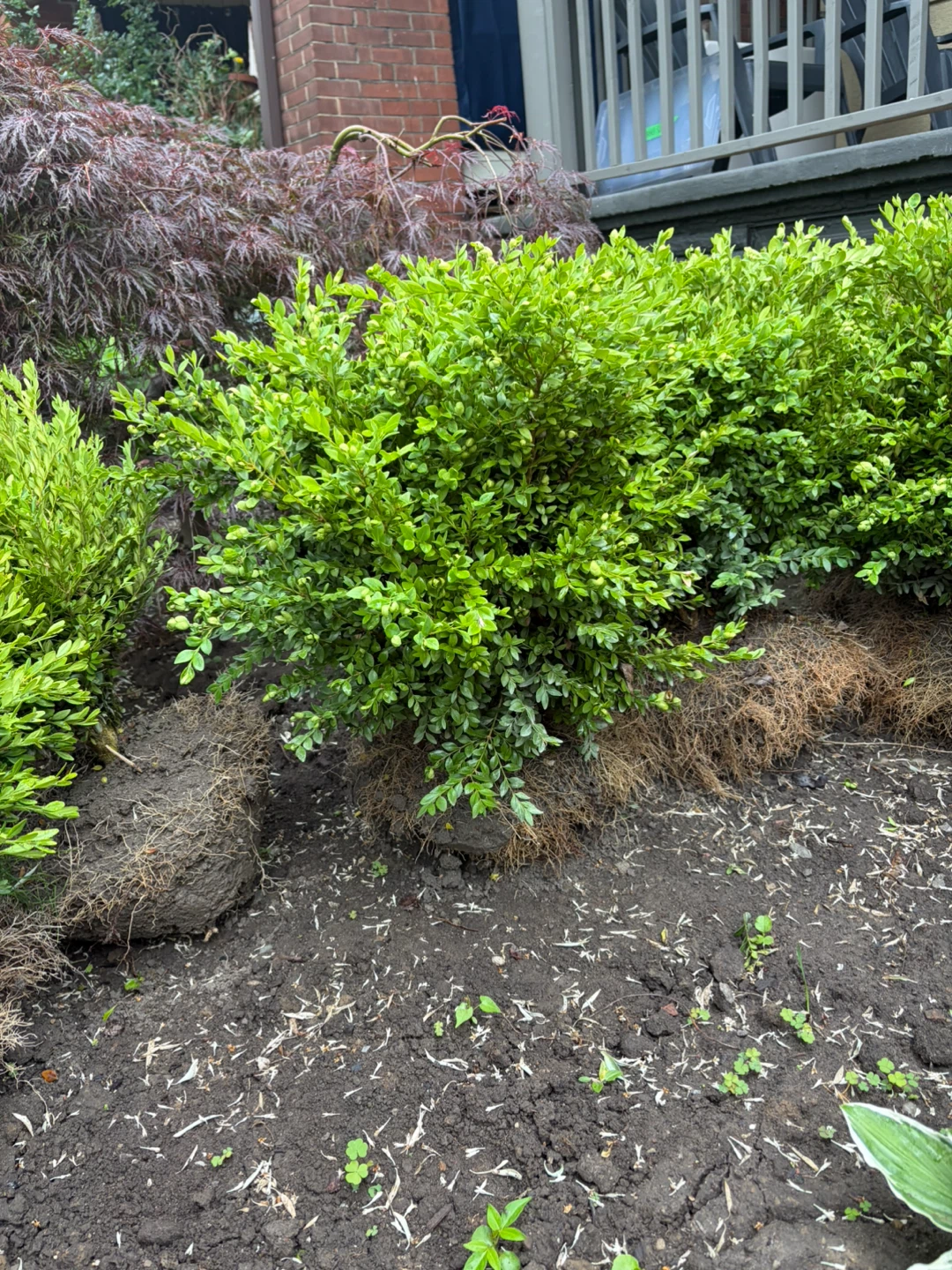 Boxwood Shrubs: Flash Sale!!
