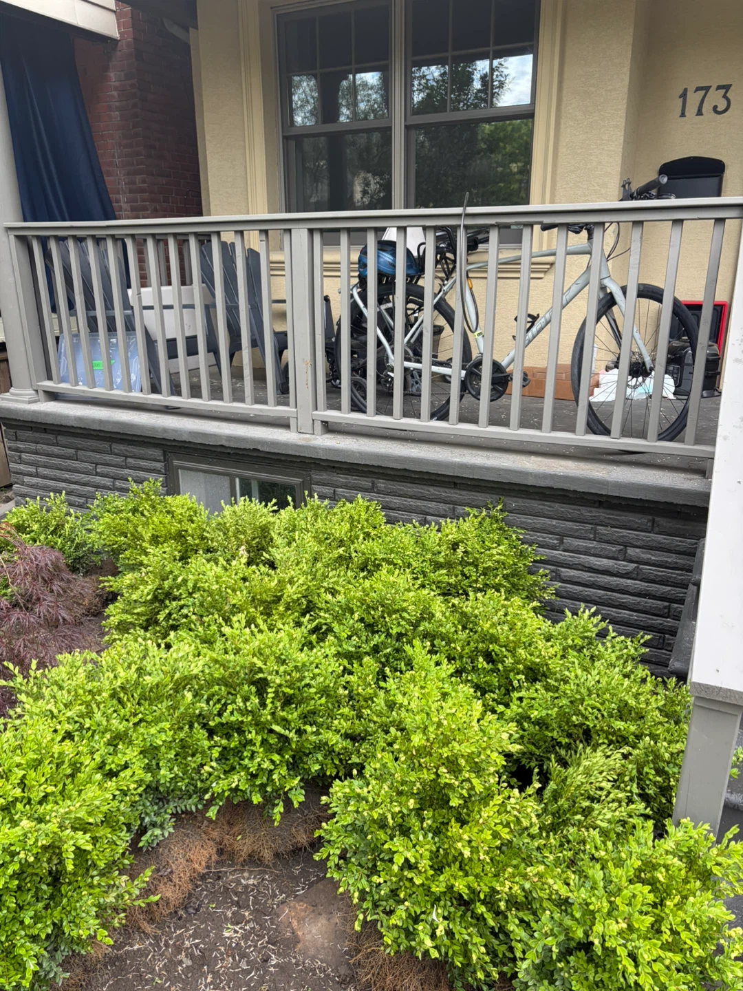 Boxwood Shrubs: Flash Sale!! - photo 2