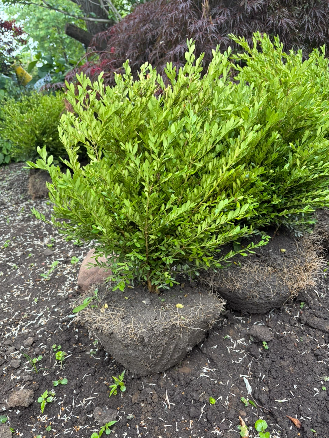 Boxwood Shrubs: Flash Sale!! - photo 3