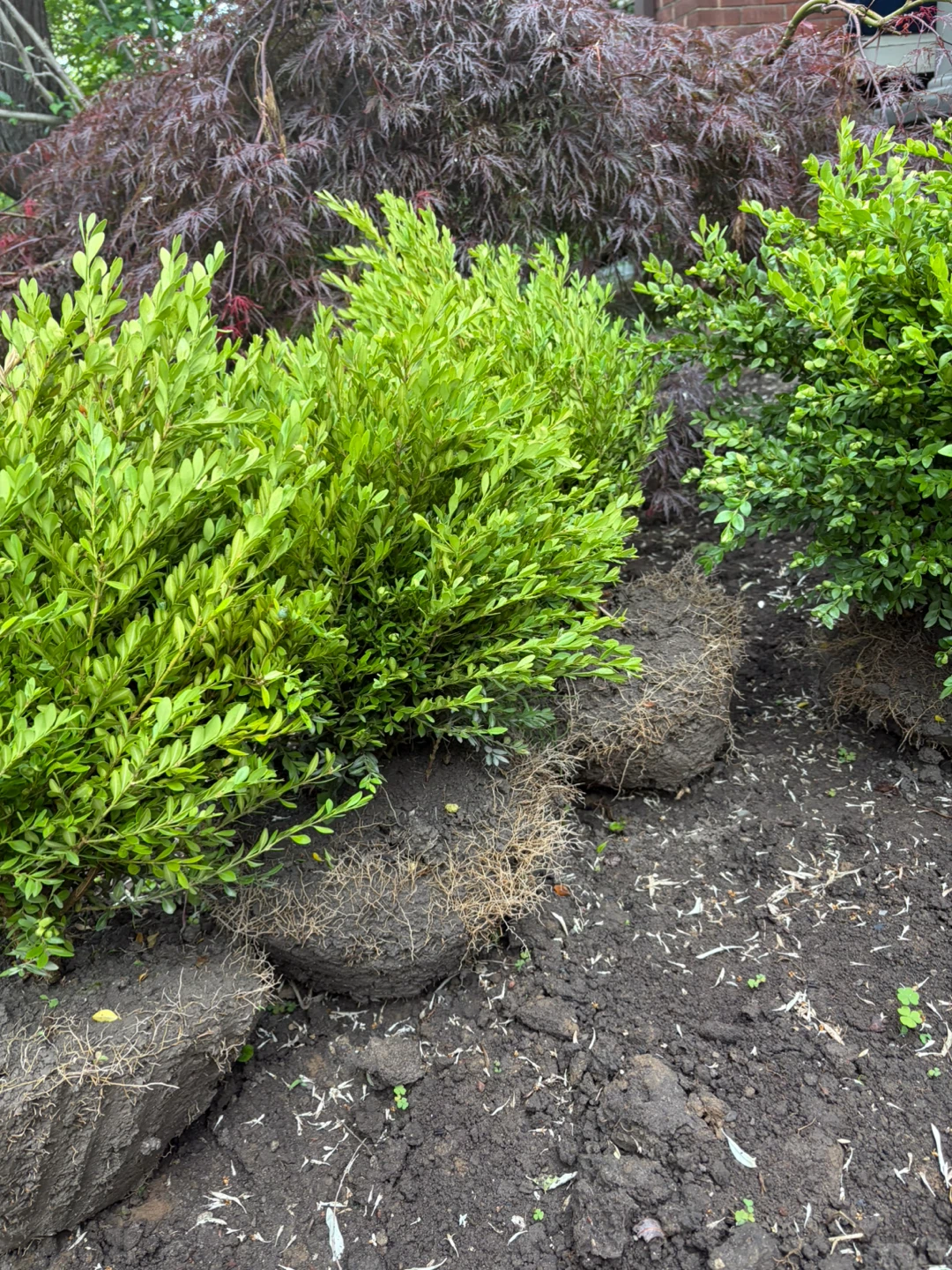 Boxwood Shrubs: Flash Sale!! - photo 4