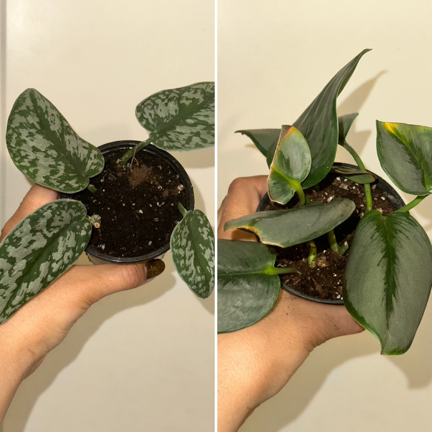Scindapsus Plant Bundle