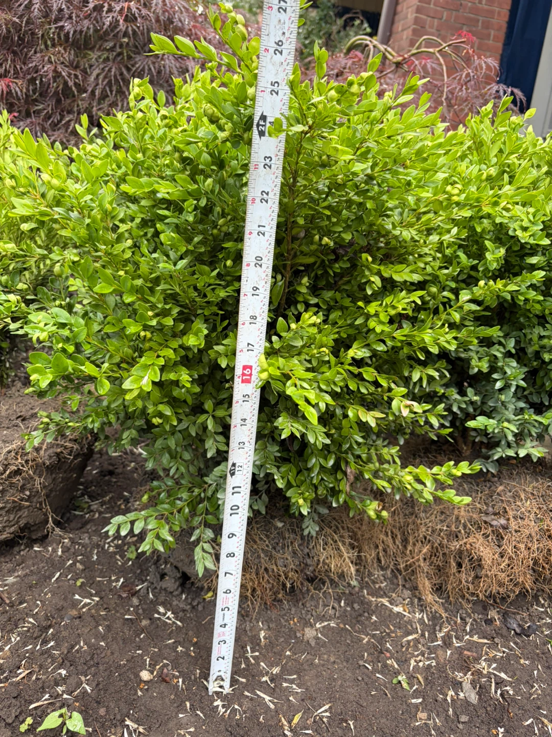 Boxwood Shrubs: Flash Sale!! - photo 5
