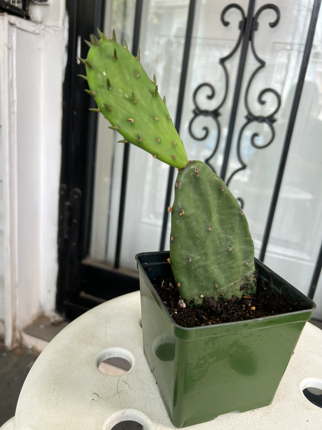 Prickly Pear Cactus Plant - photo 2