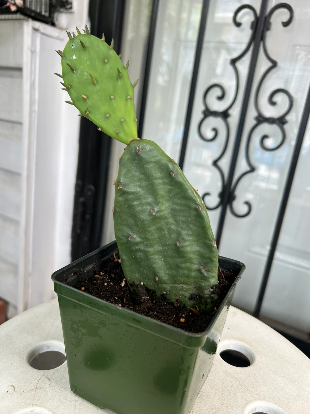 Prickly Pear Cactus Plant