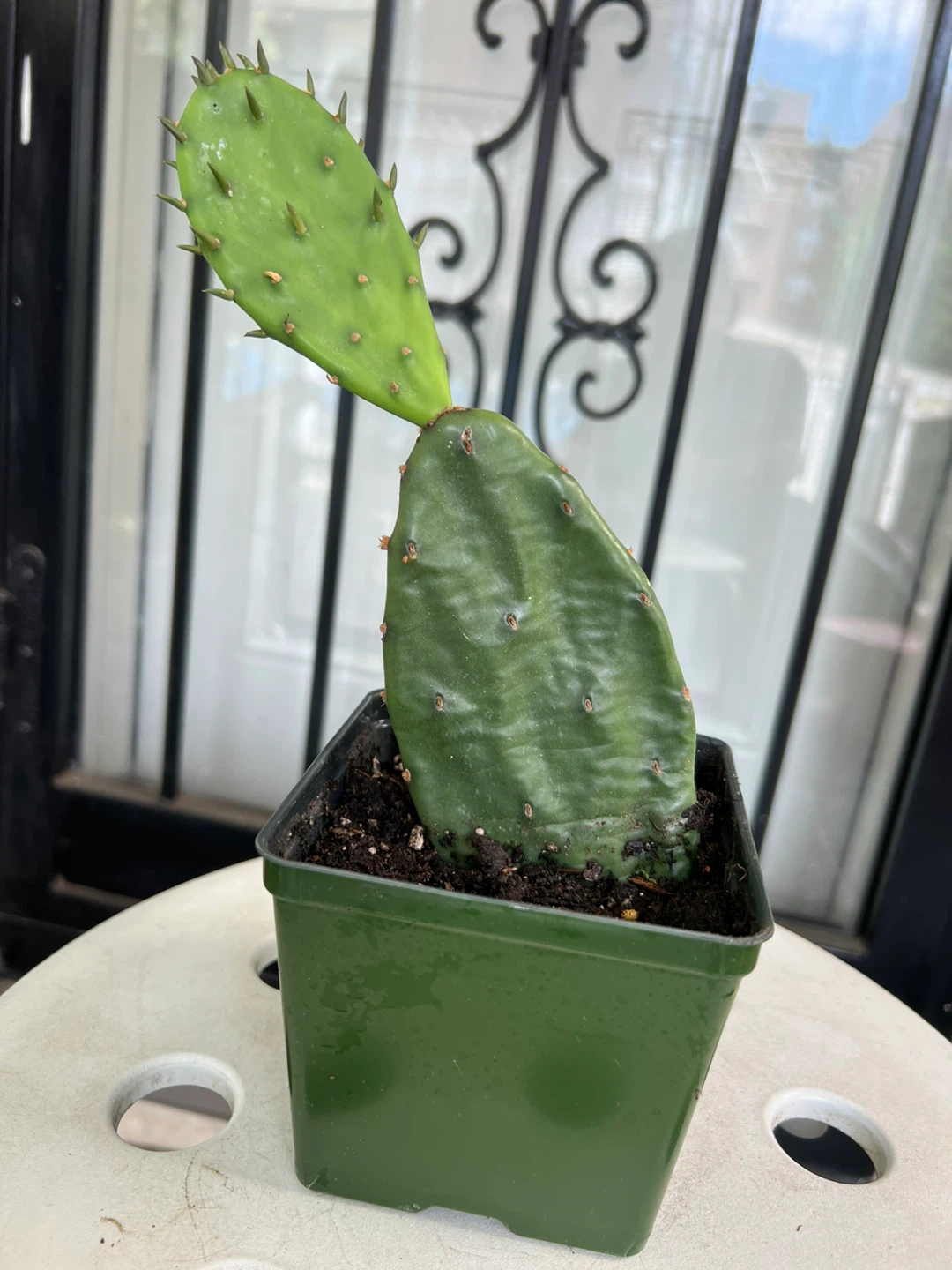 Prickly Pear Cactus Plant - photo 3