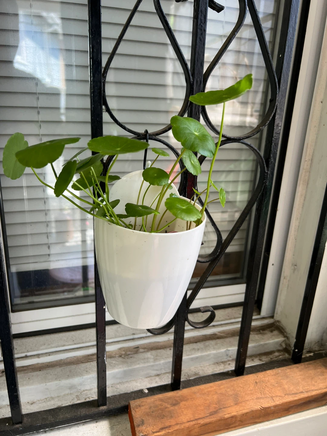 Potted Water Pennywort Plant - photo 5