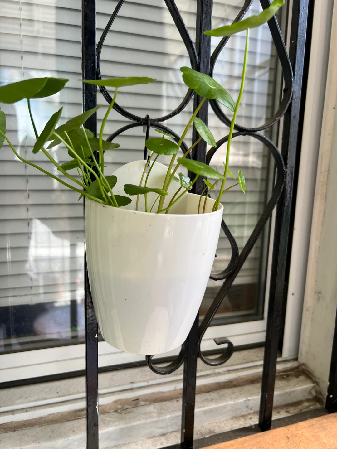 Potted Water Pennywort Plant - photo 2