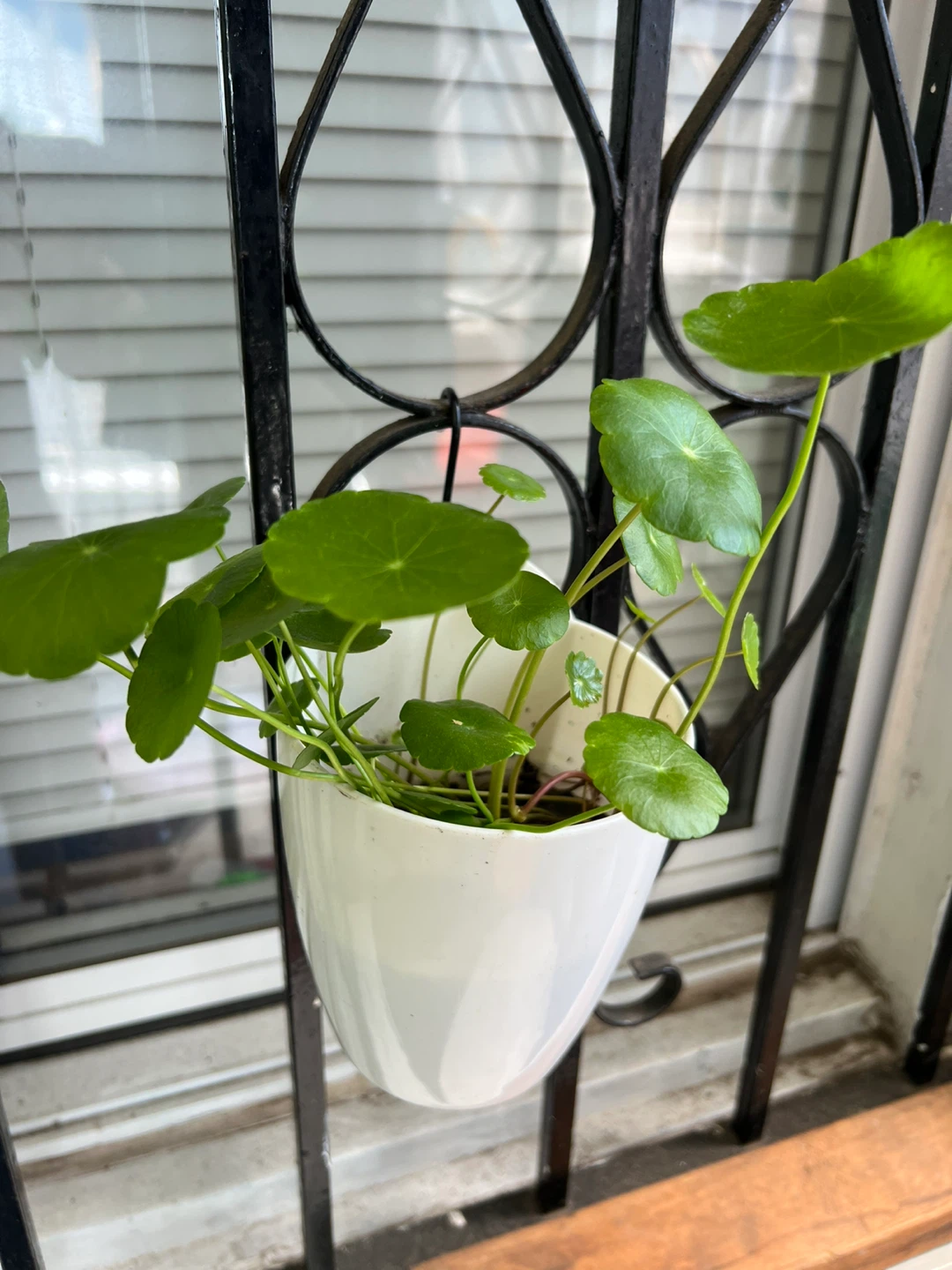 Potted Water Pennywort Plant