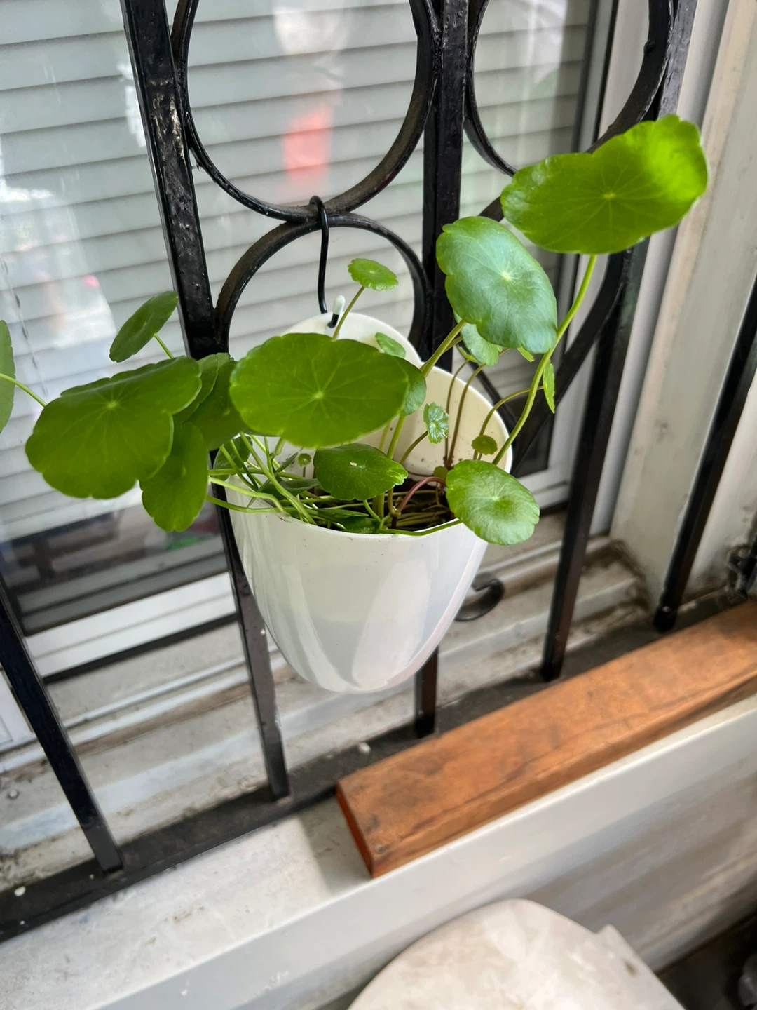 Potted Water Pennywort Plant - photo 4