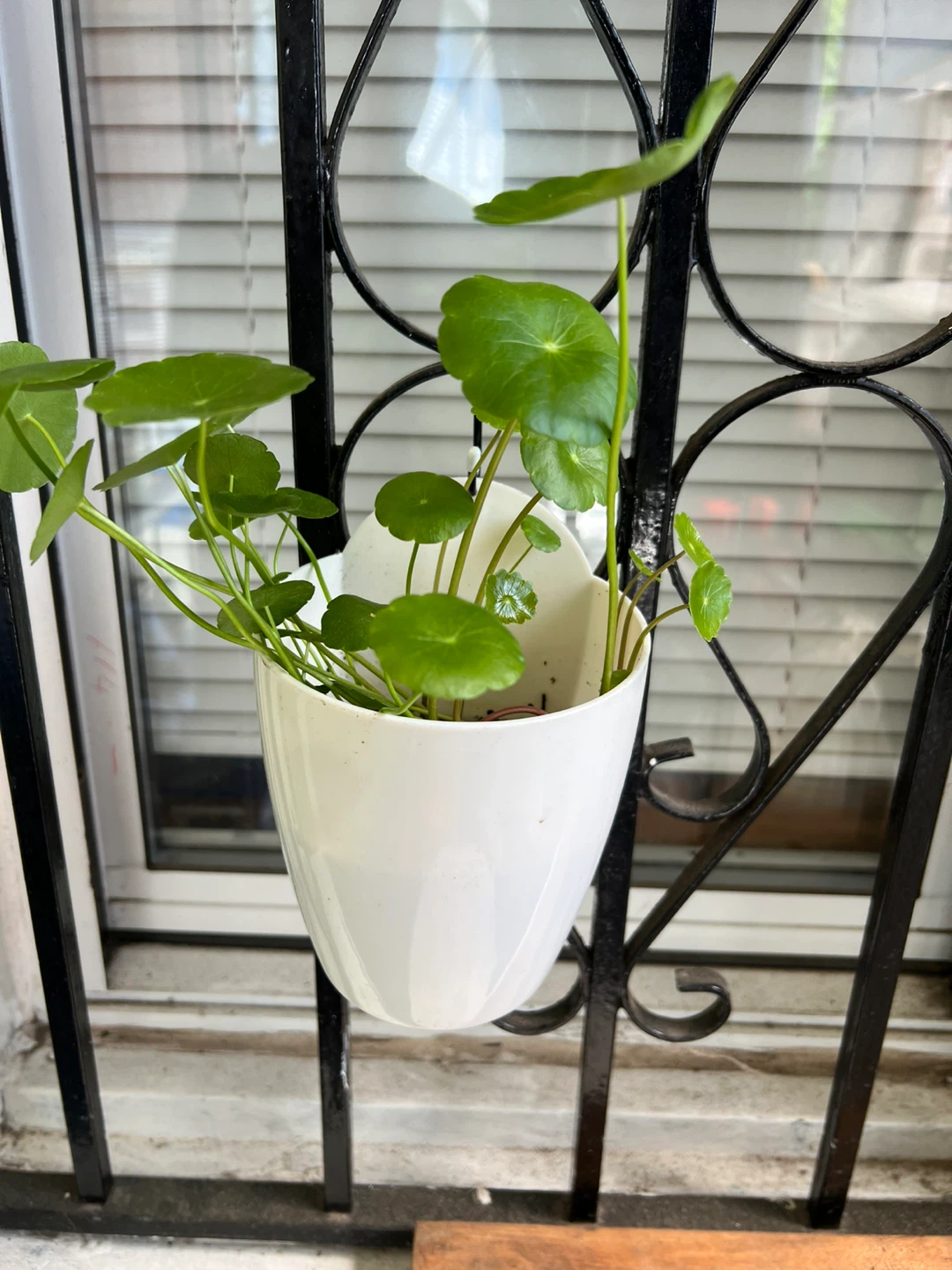 Potted Water Pennywort Plant - photo 3