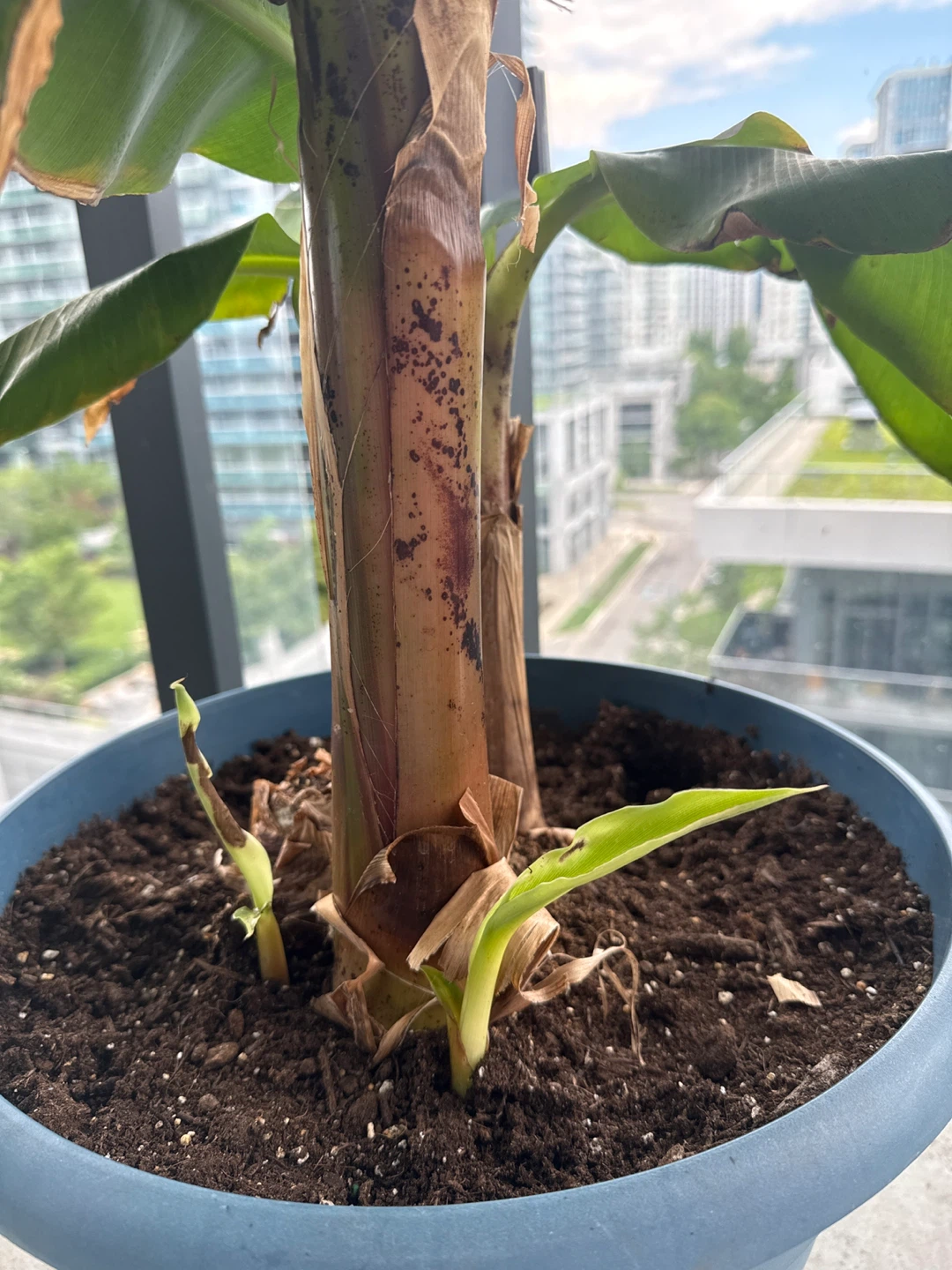 Banana Plant in Blue Pot - photo 2