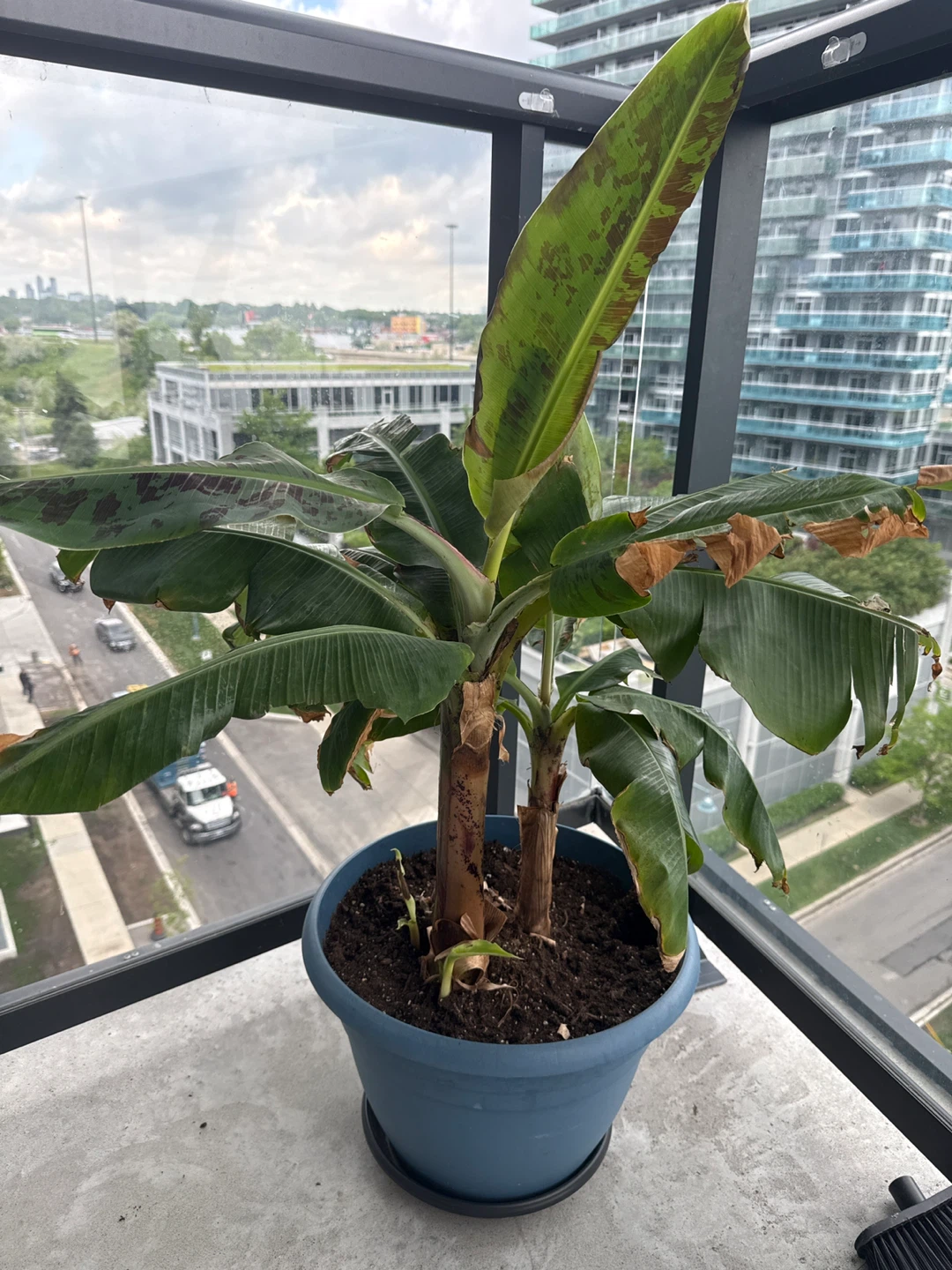 Banana Plant in Blue Pot