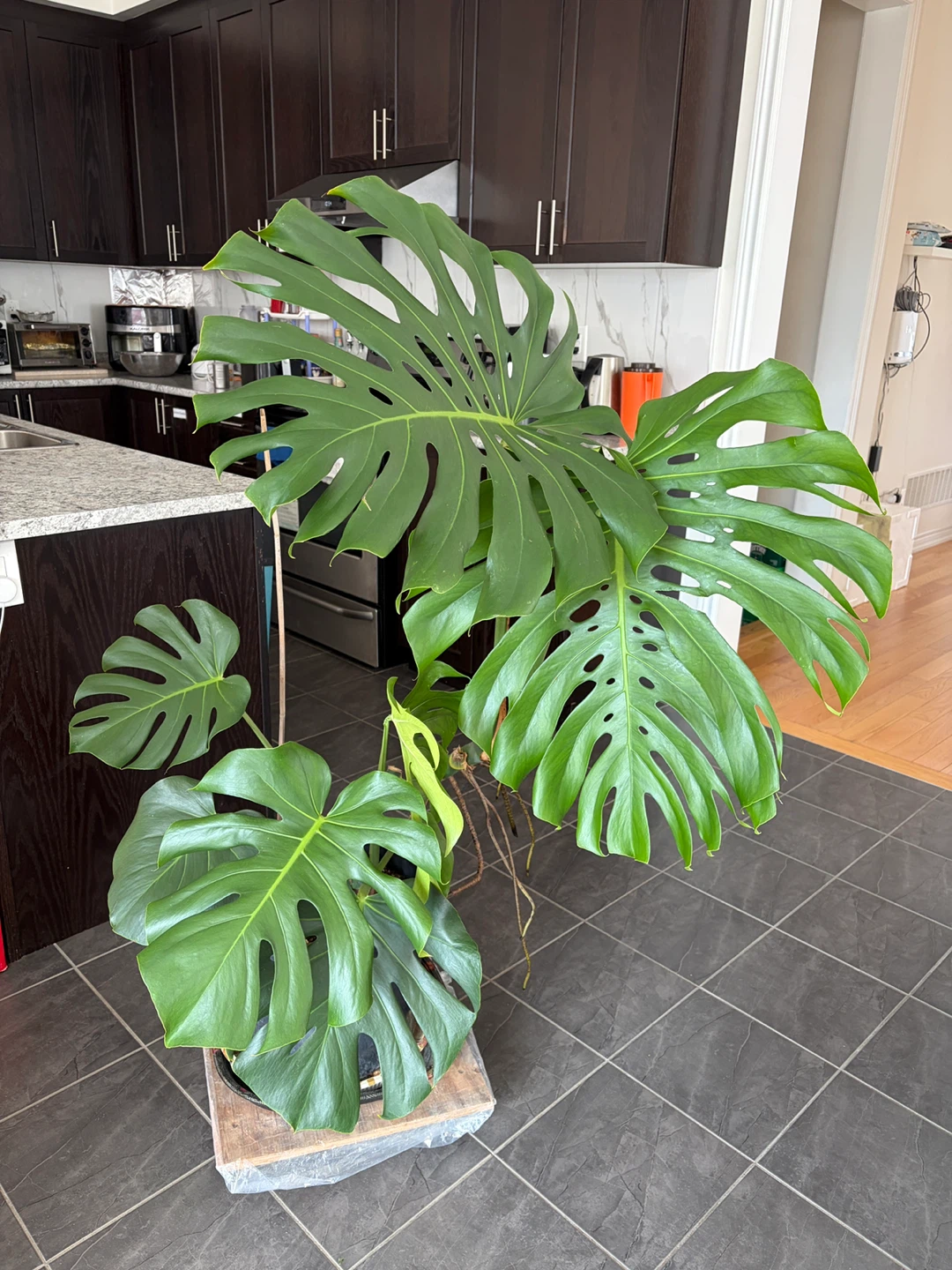 Monstera Deliciosa Plant