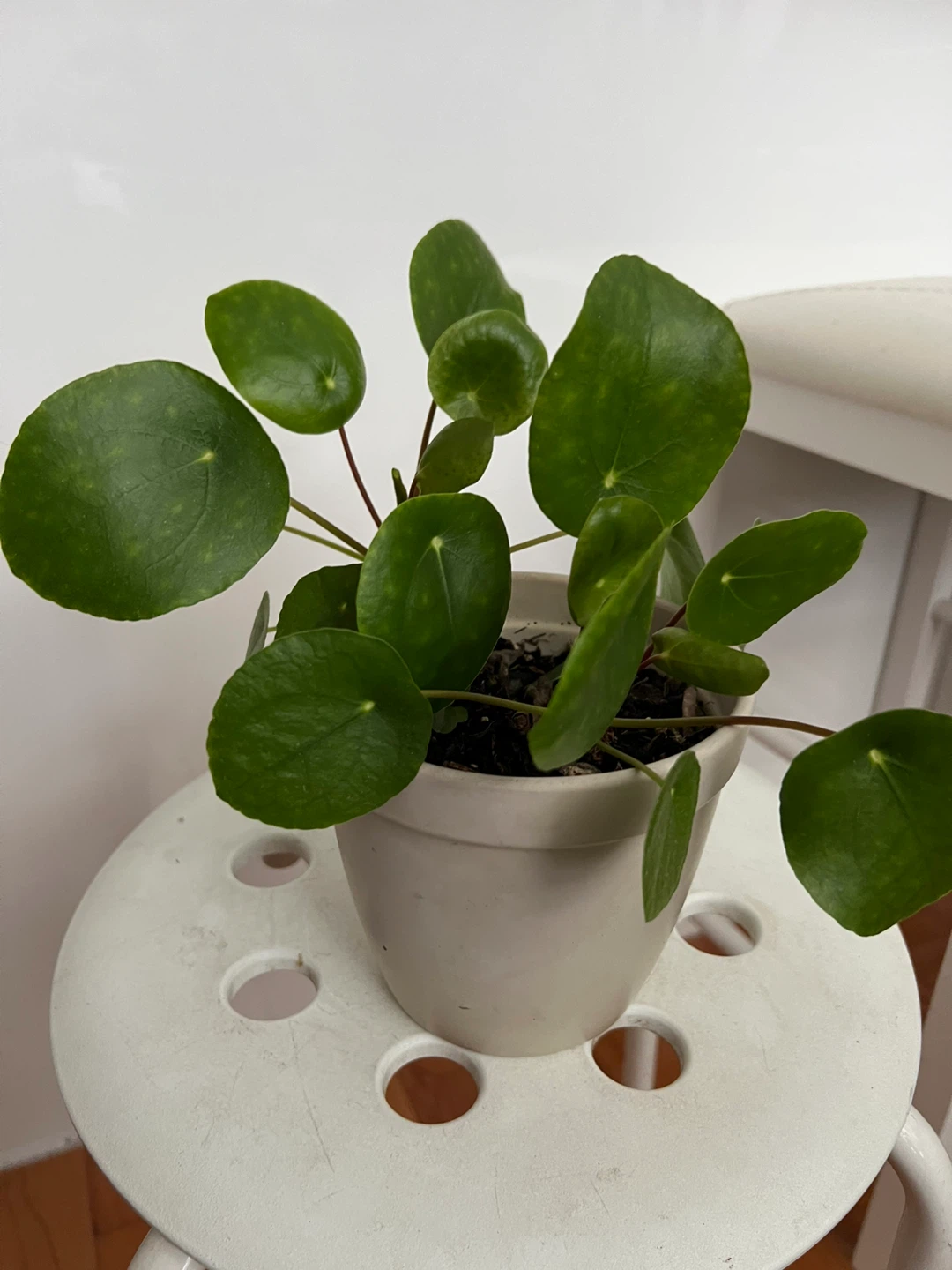 Pilea Peperomioides Plant in 5.5 ceramic pot