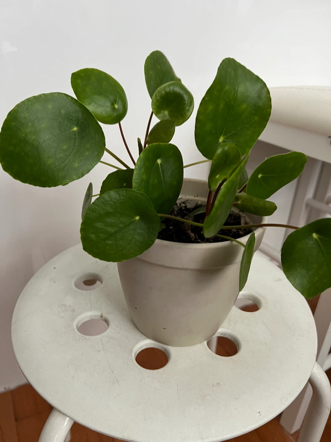 Pilea Peperomioides Plant in 5.5 ceramic pot - photo 5